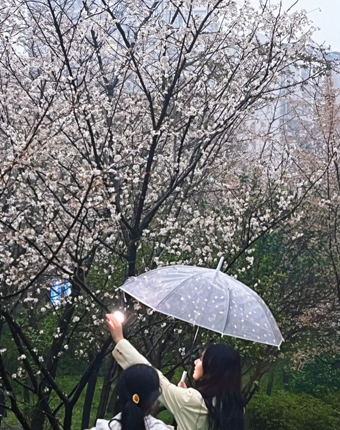 长沙市望月公园旅行图片 2