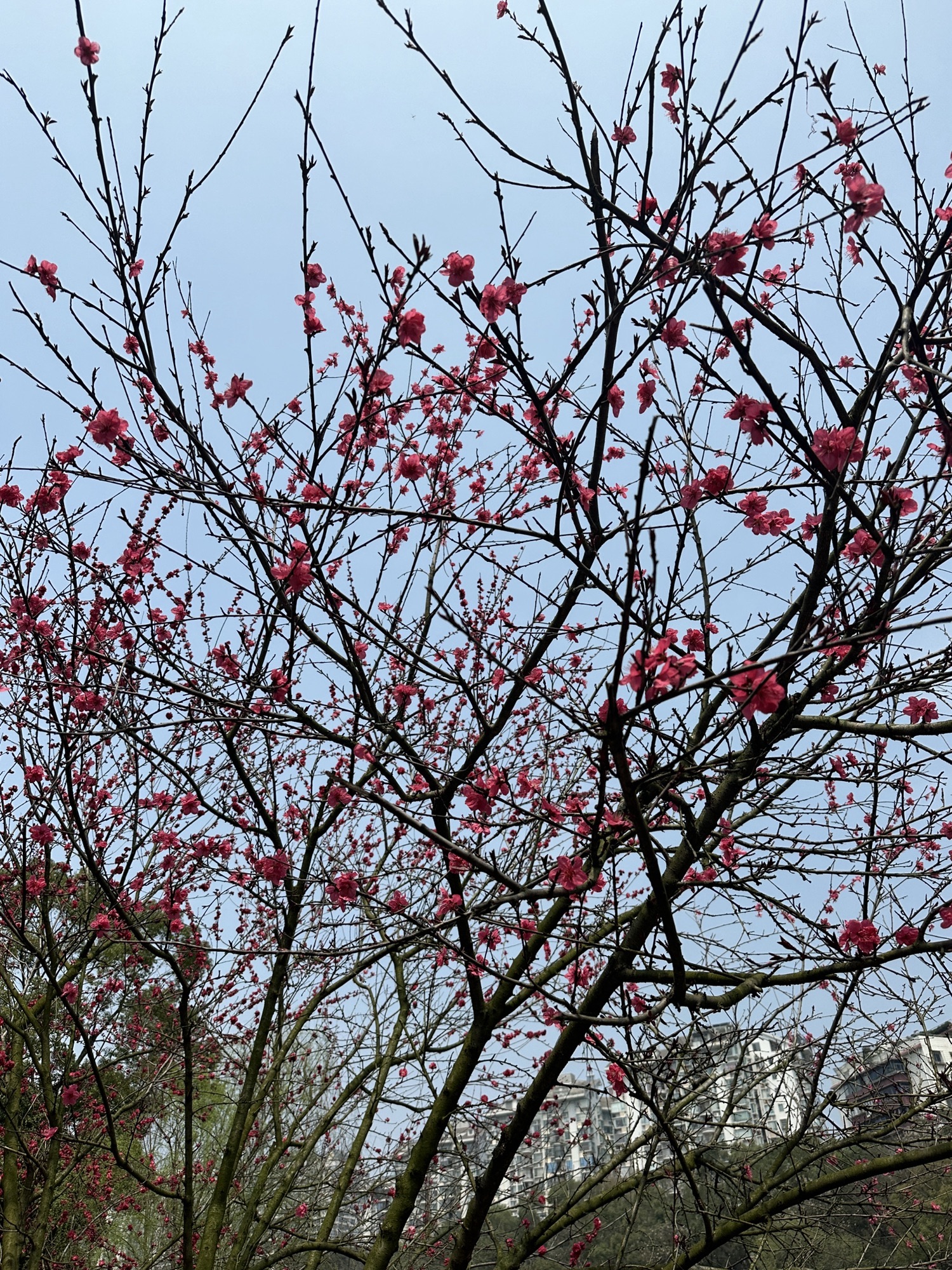 长沙市望月公园旅行图片 3