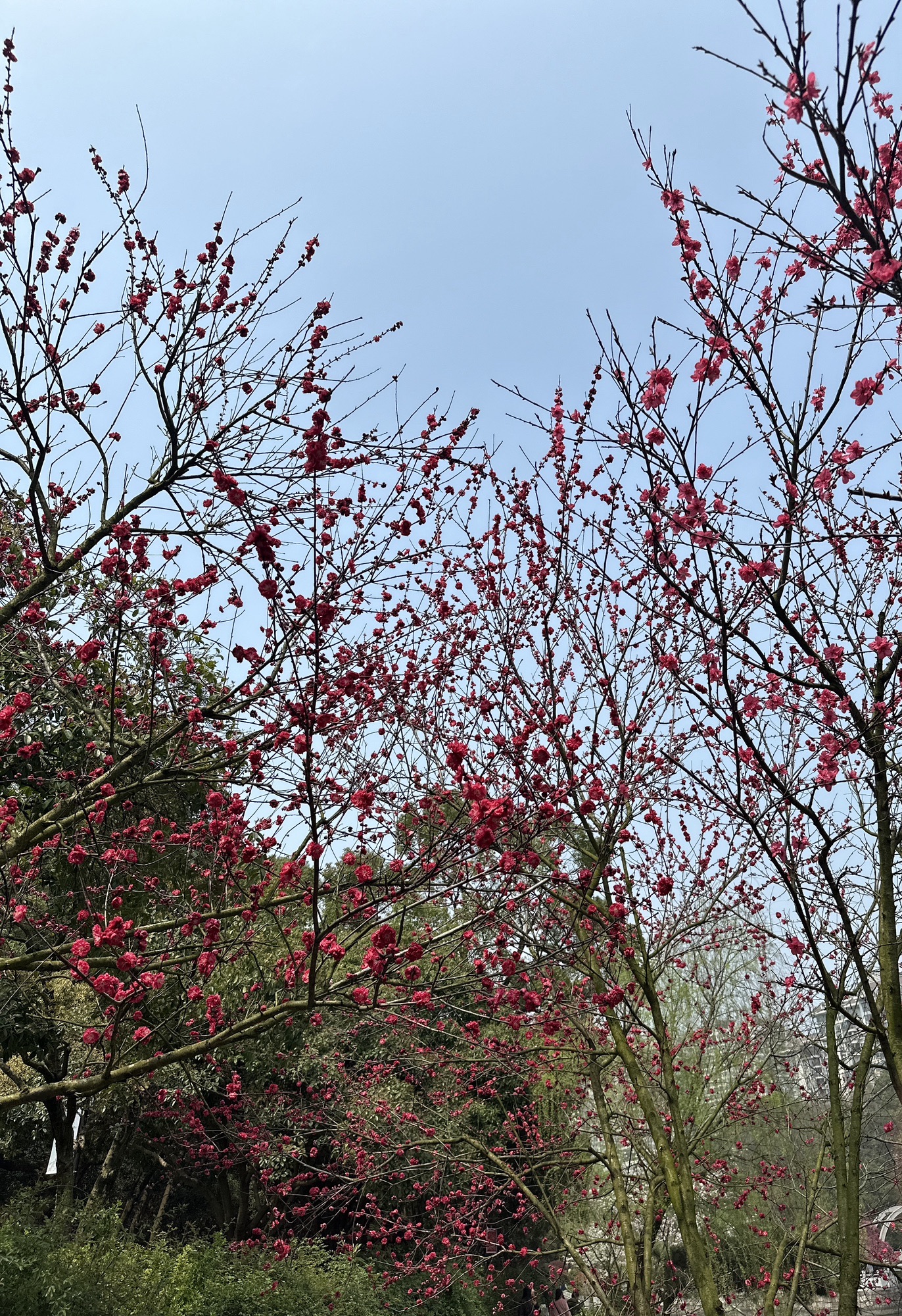 长沙市望月公园旅行图片 1