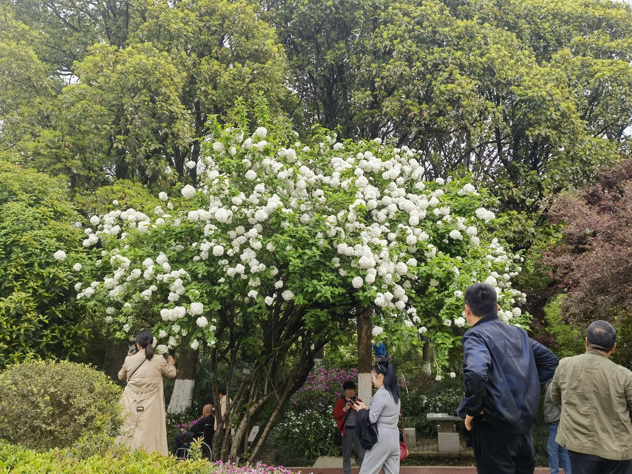 紫凤园旅行图片 2