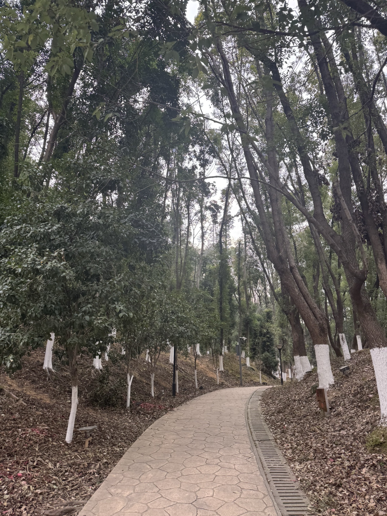 麓谷公园旅行图片 2
