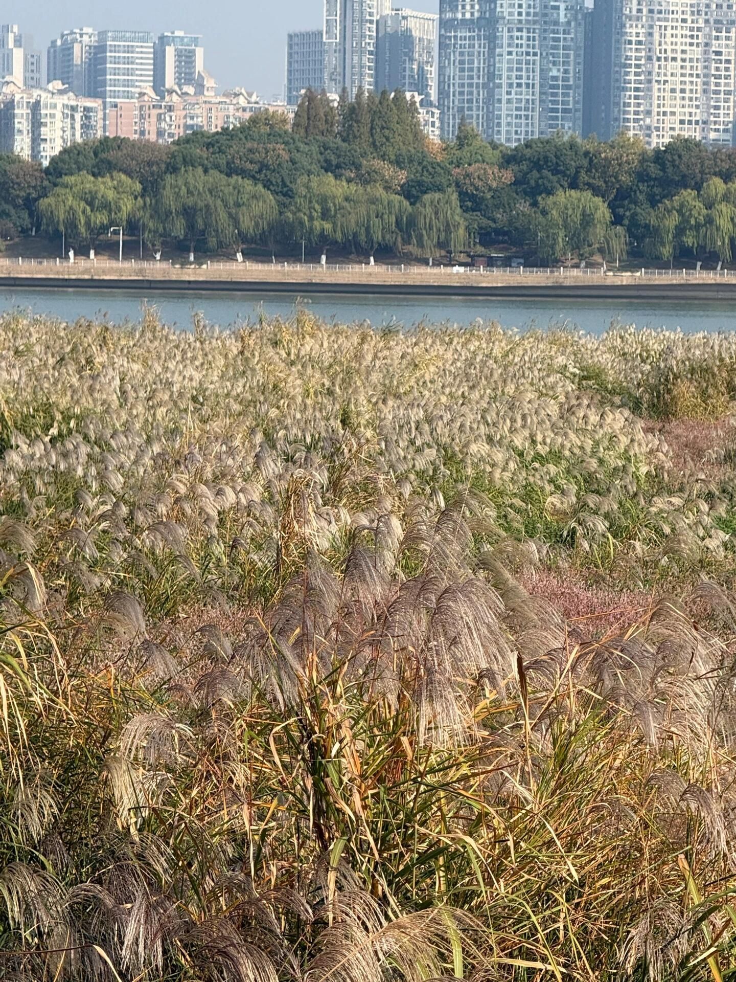 长沙湘江风光带旅行图片 2