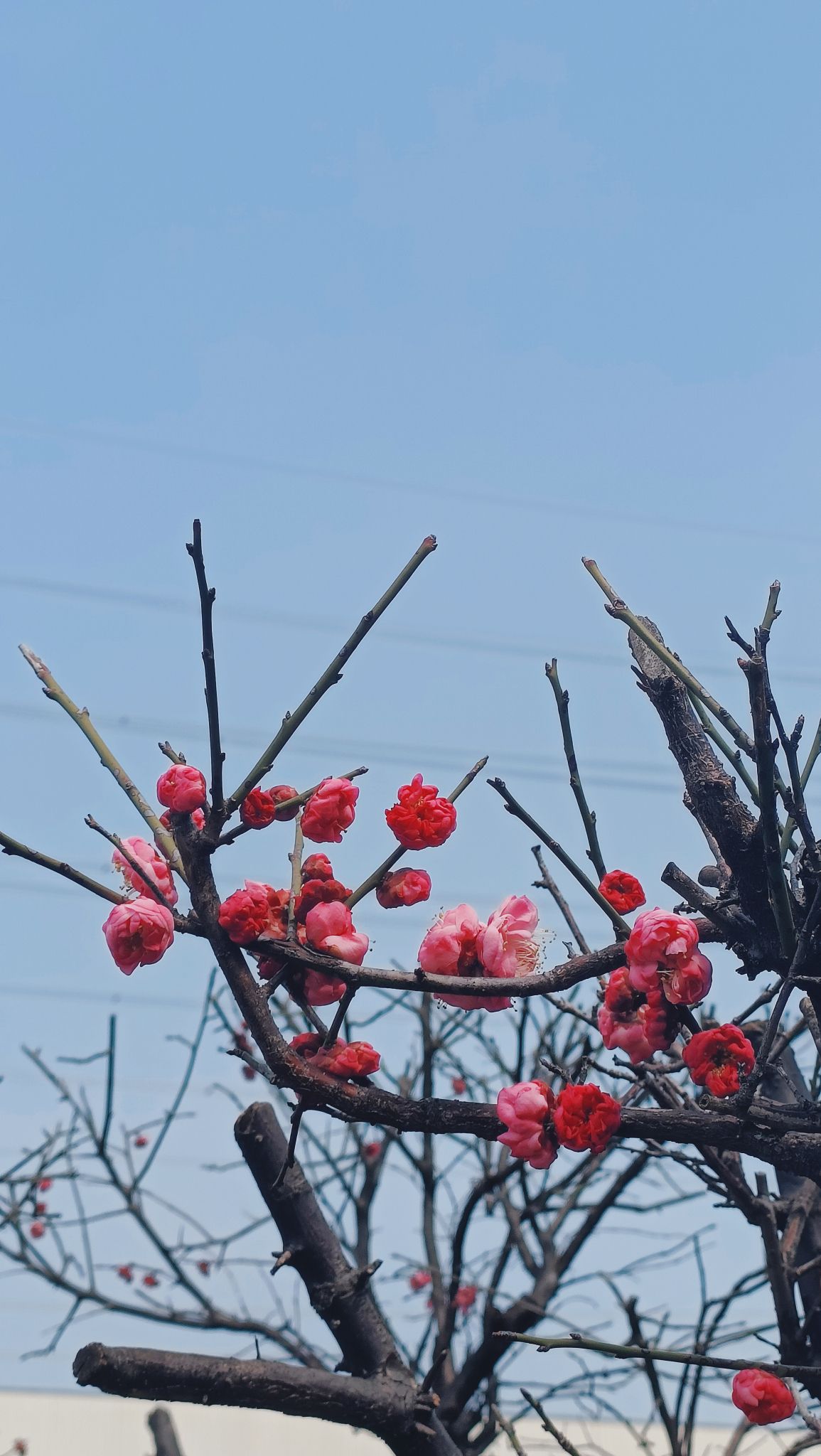 松柏公园旅行图片 3