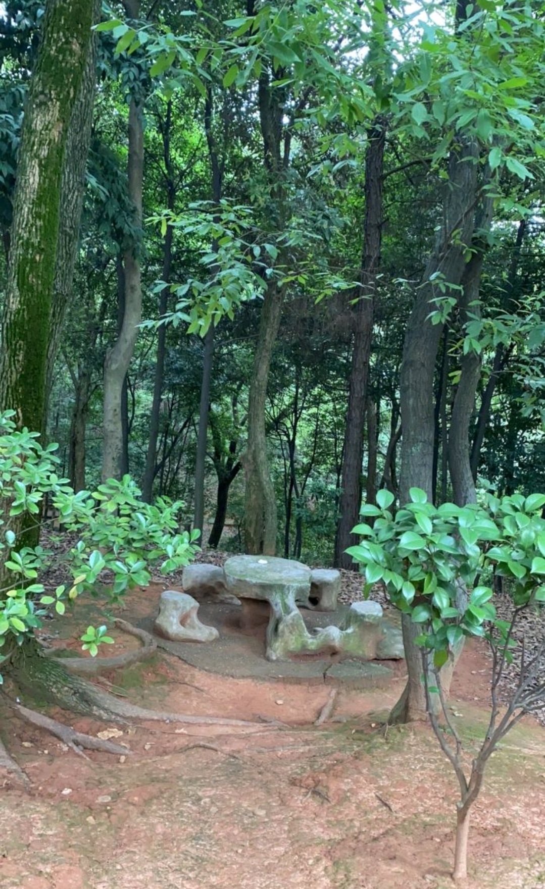 松柏公园旅行图片 1