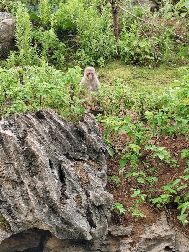 长沙生态动物园旅行图片 1