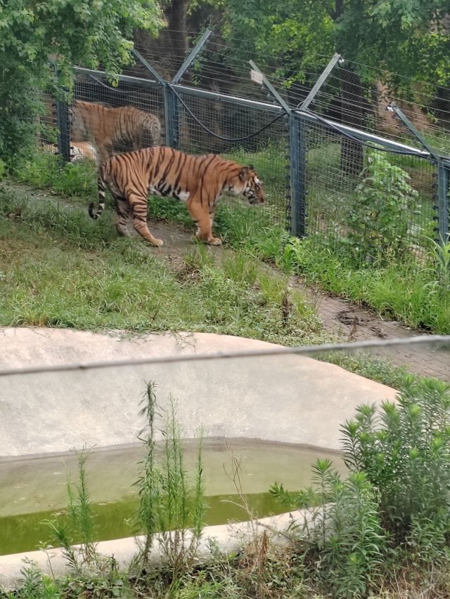 长沙生态动物园旅行图片 2