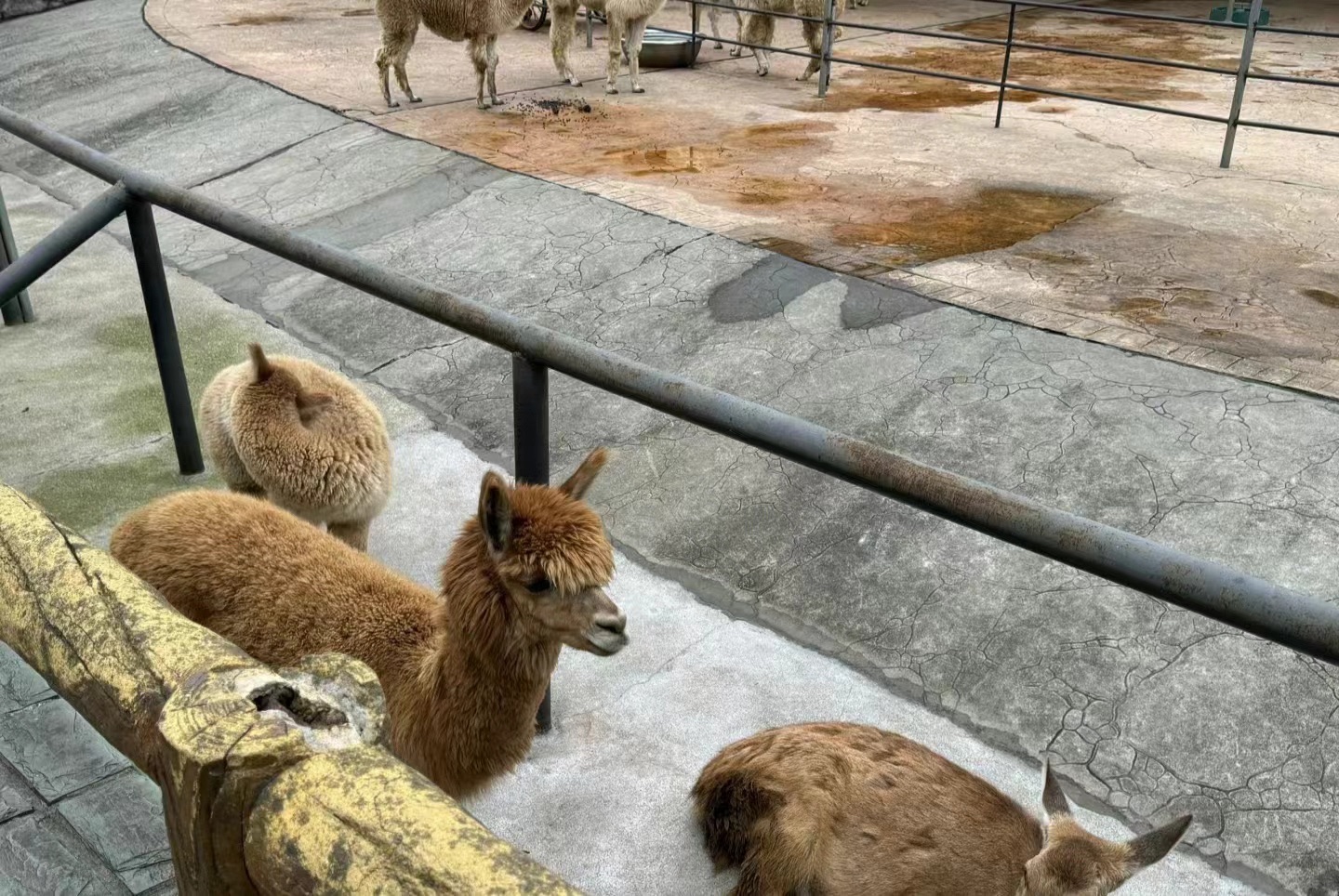 长沙生态动物园旅行图片 3