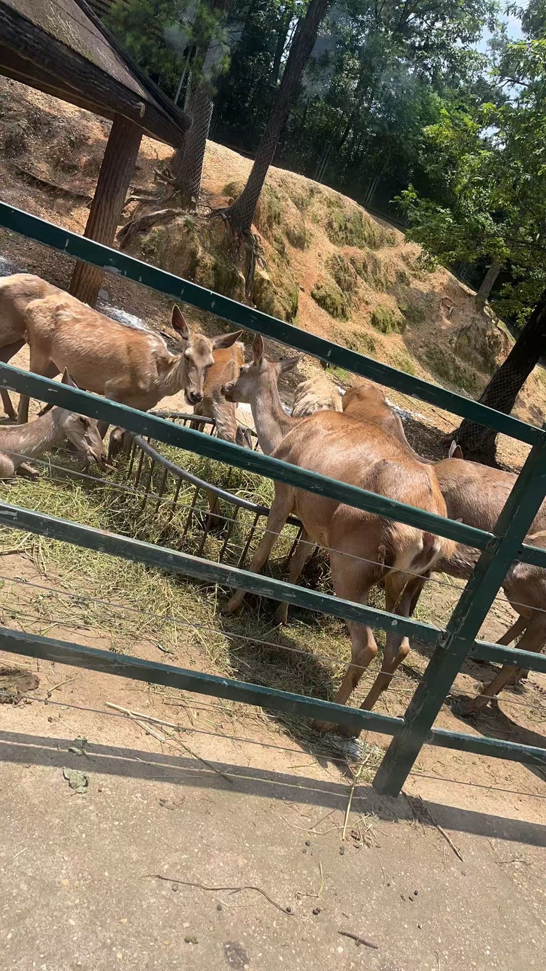 长沙生态动物园旅行图片 3