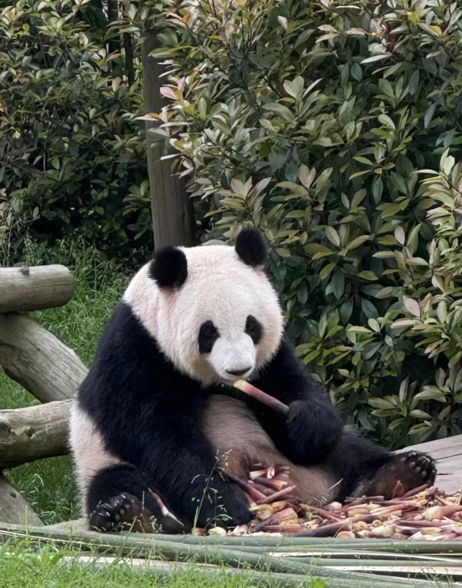 长沙生态动物园旅行图片 1