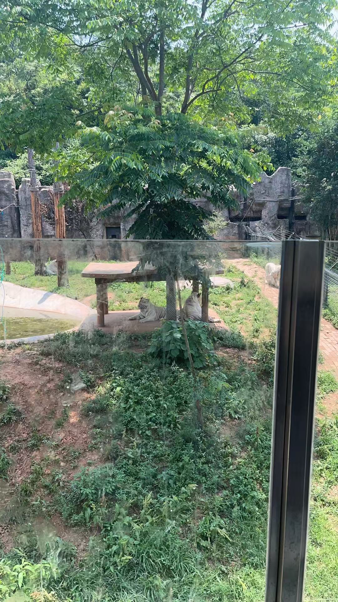 长沙生态动物园旅行图片 2