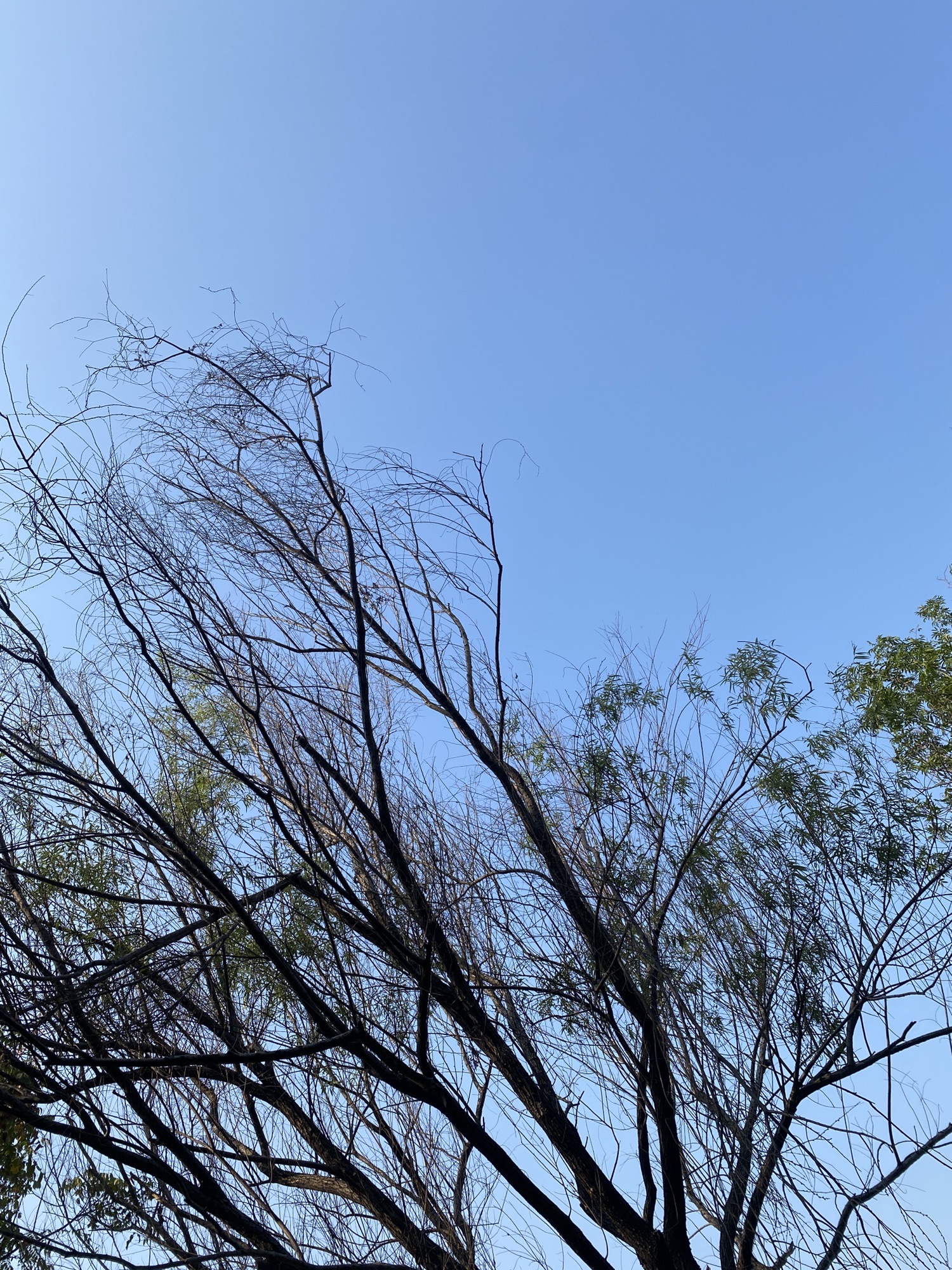 雅雀湖社区公园旅行图片 1