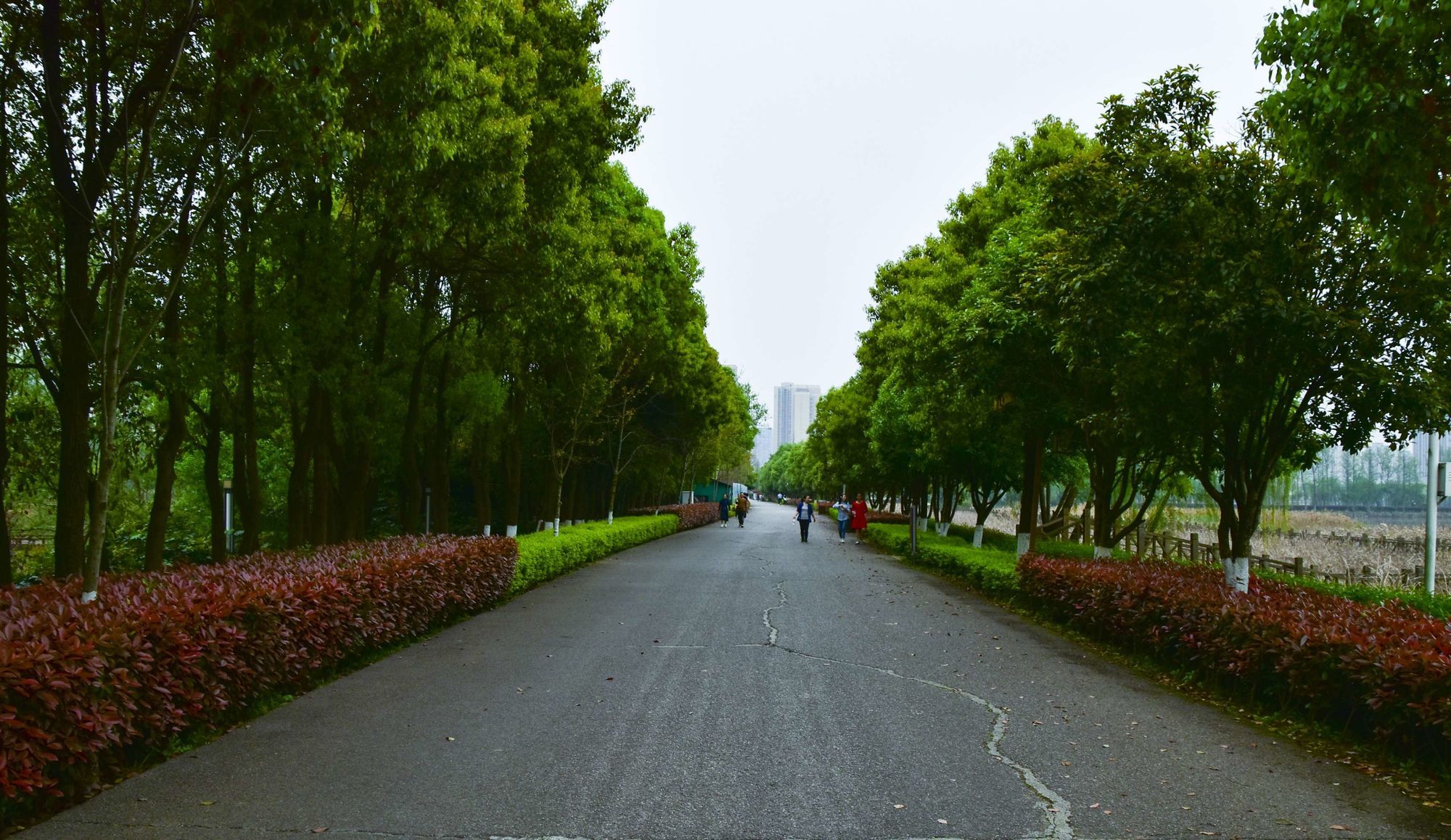洋湖国家湿地公园旅行图片 3