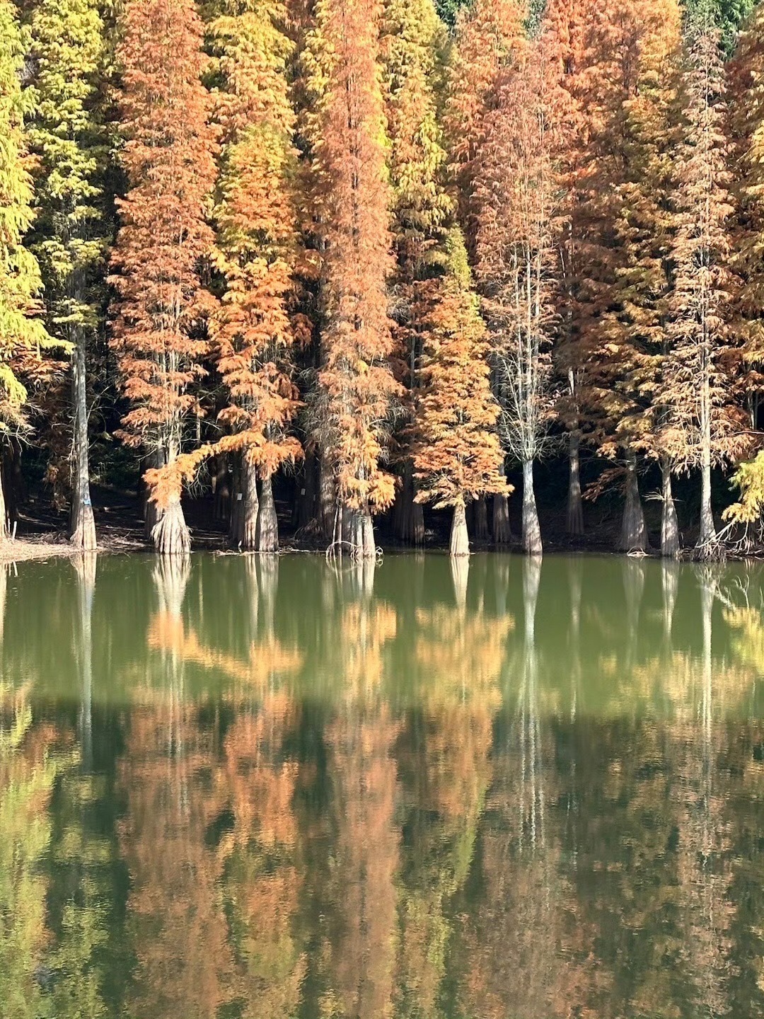 大山冲森林公园旅行图片 3