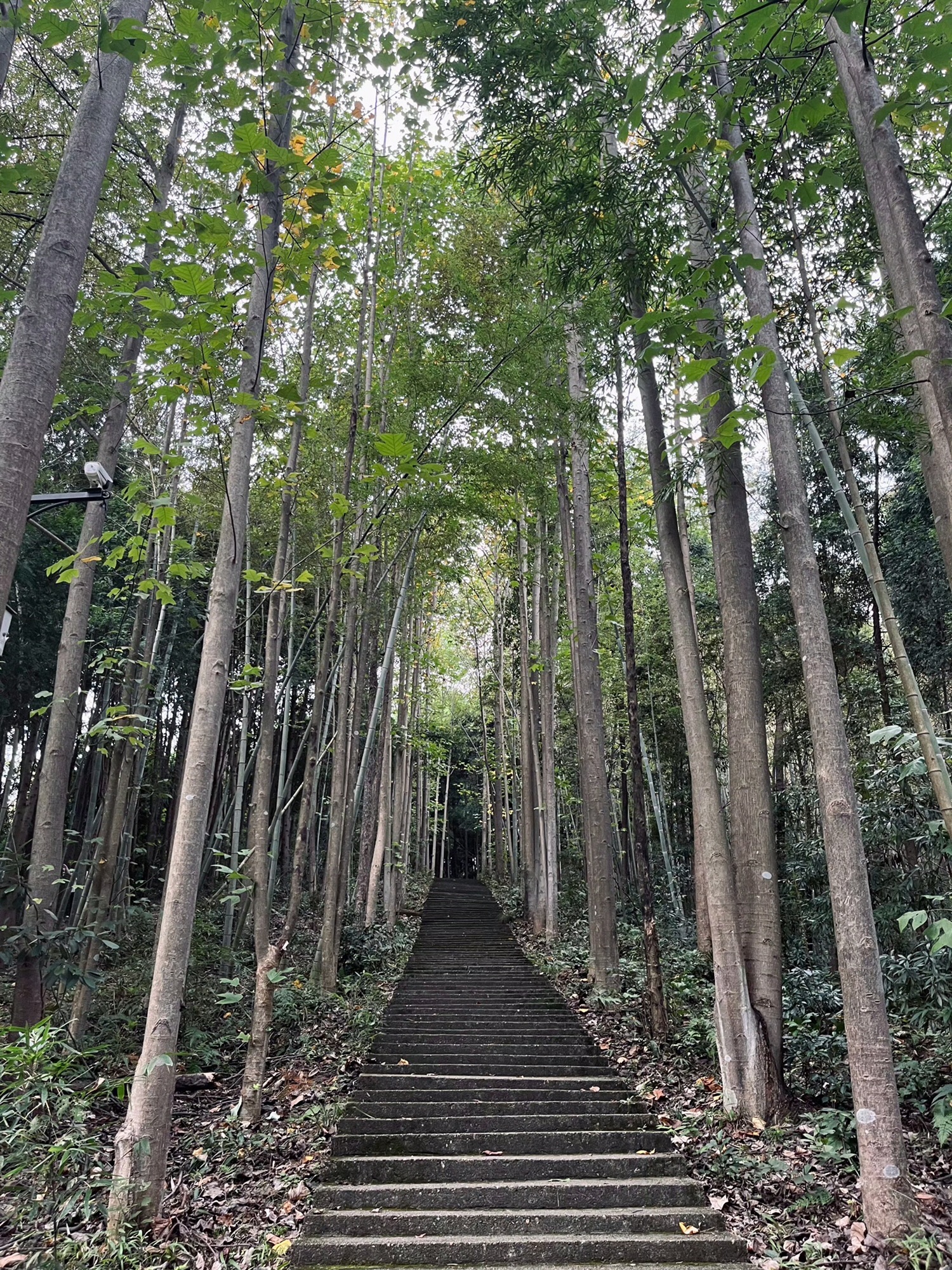 大山冲森林公园旅行图片 2