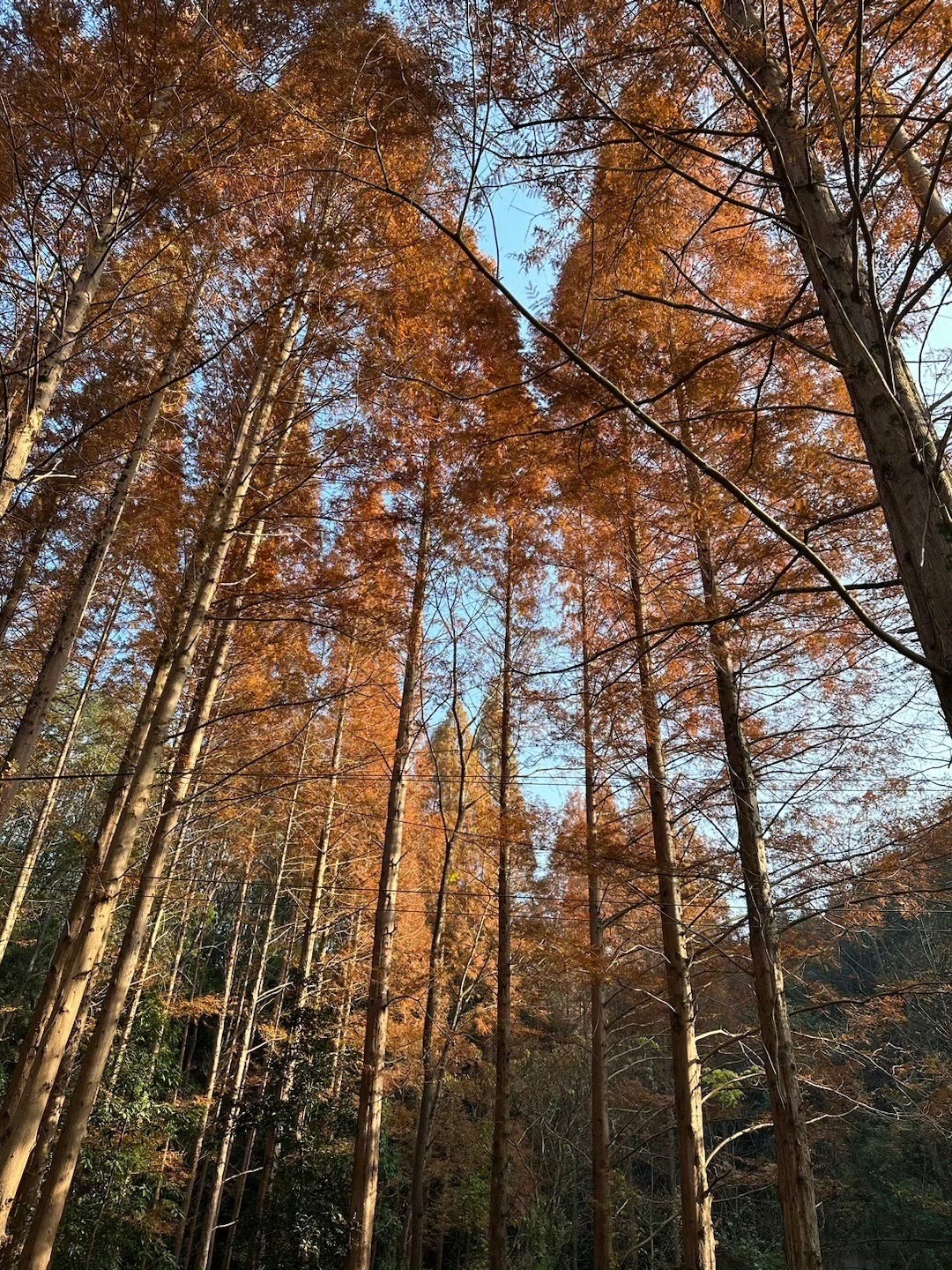 大山冲森林公园旅行图片 1