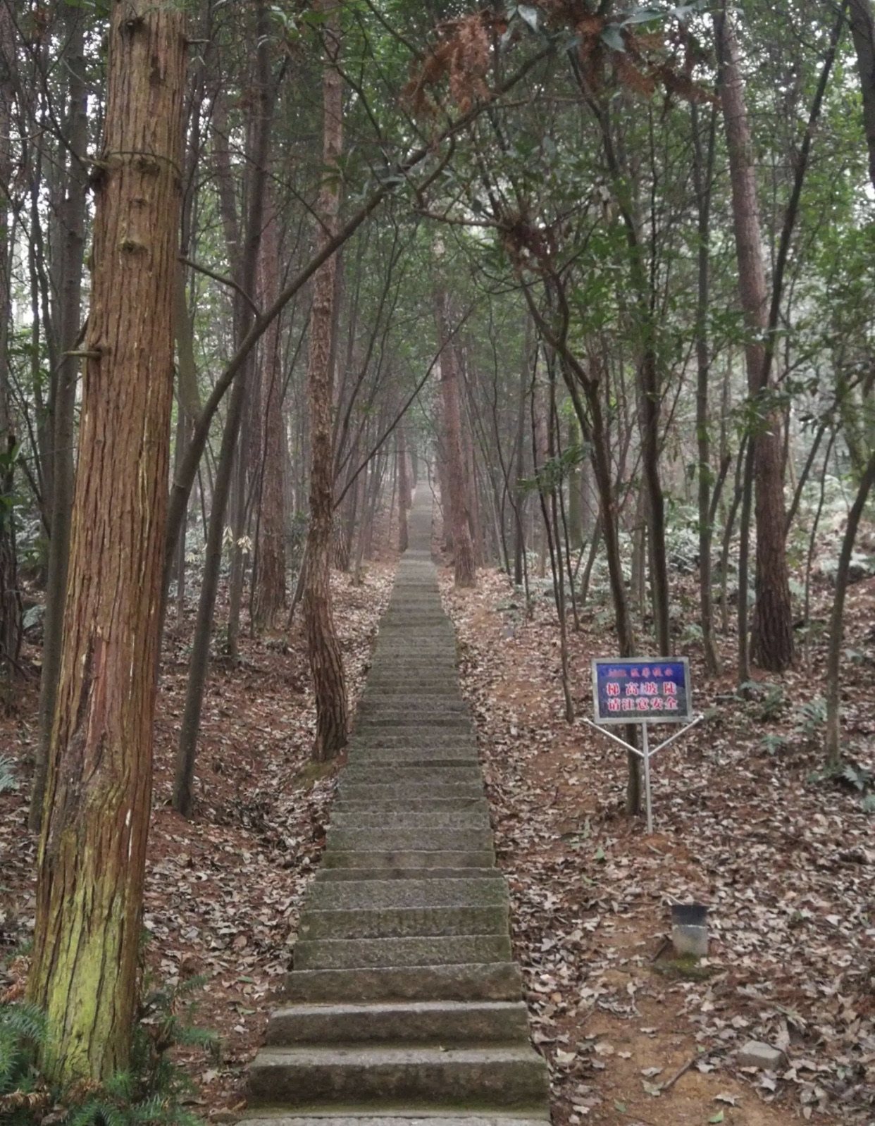 东台山国家森林公园旅行图片 3