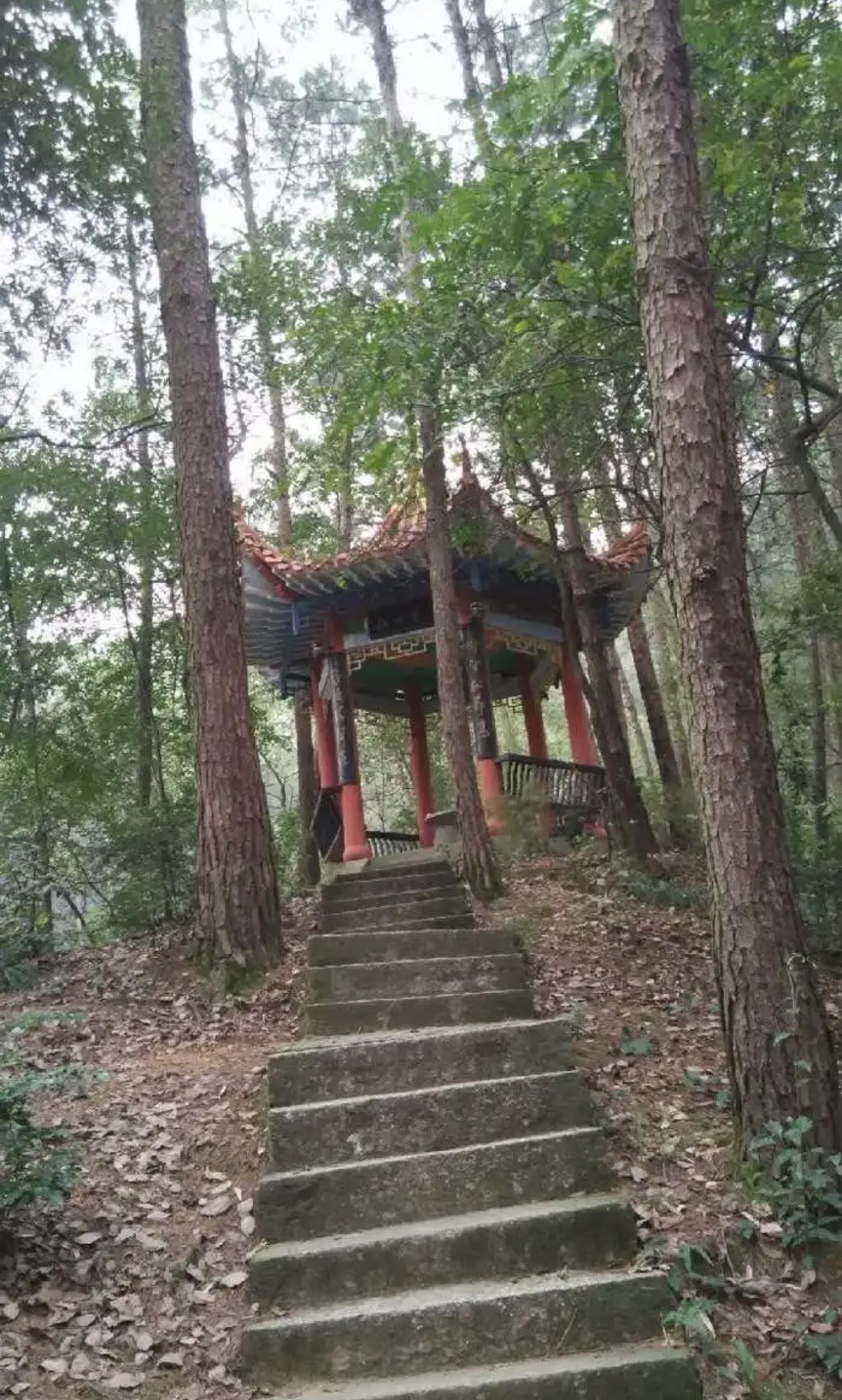 东台山国家森林公园旅行图片 2