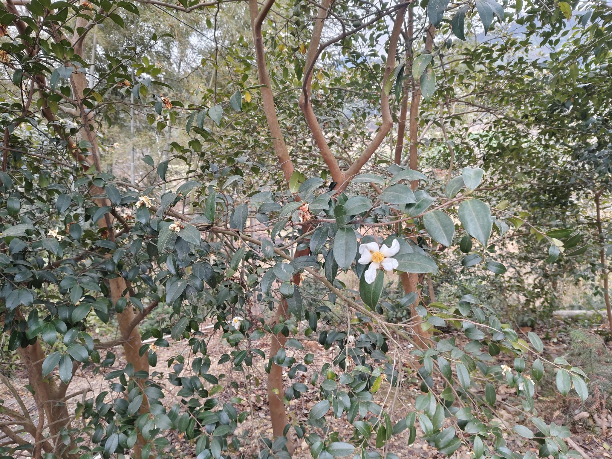 仙女风景区旅行图片 2