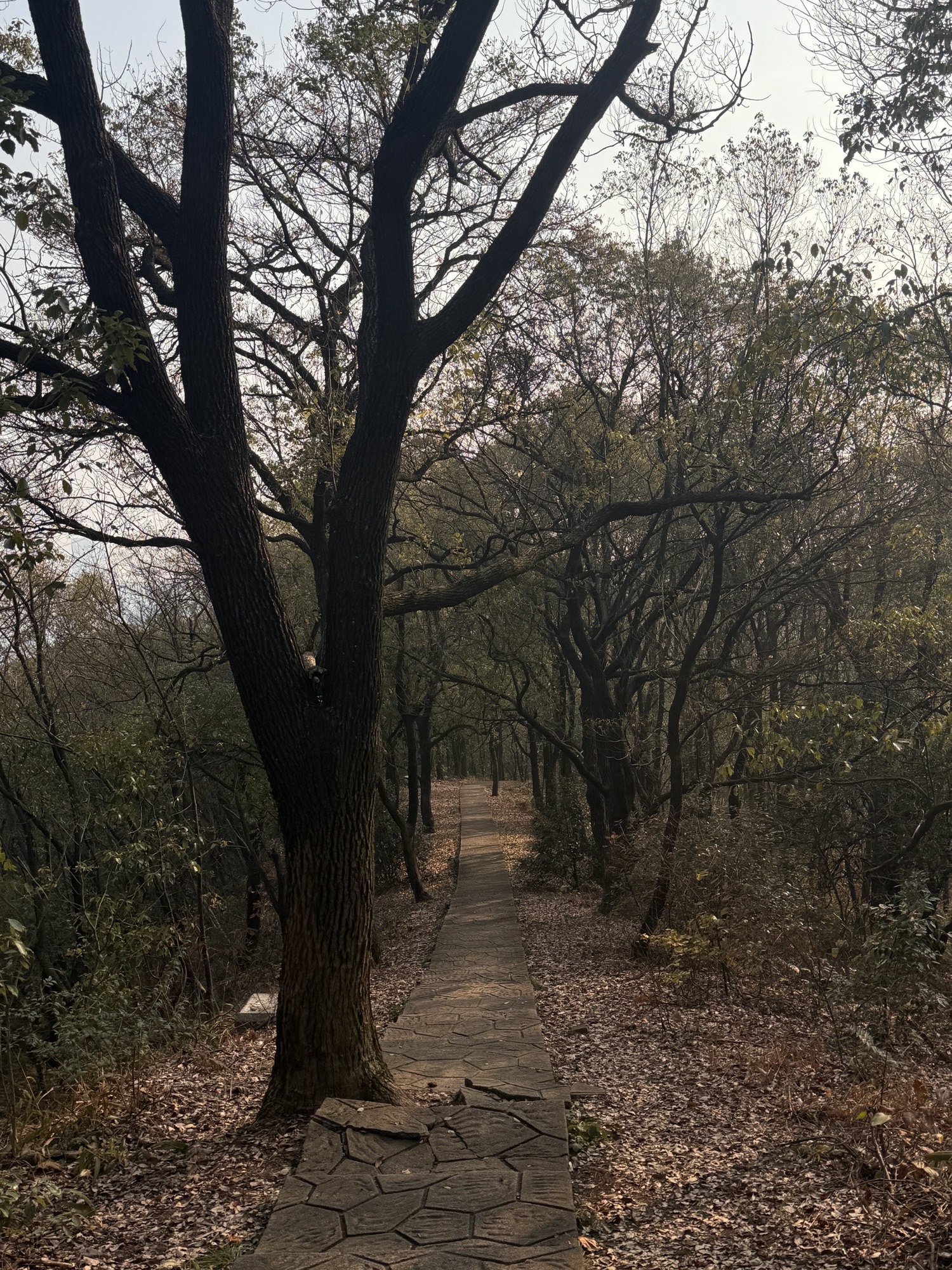 石峰公园旅行图片 2