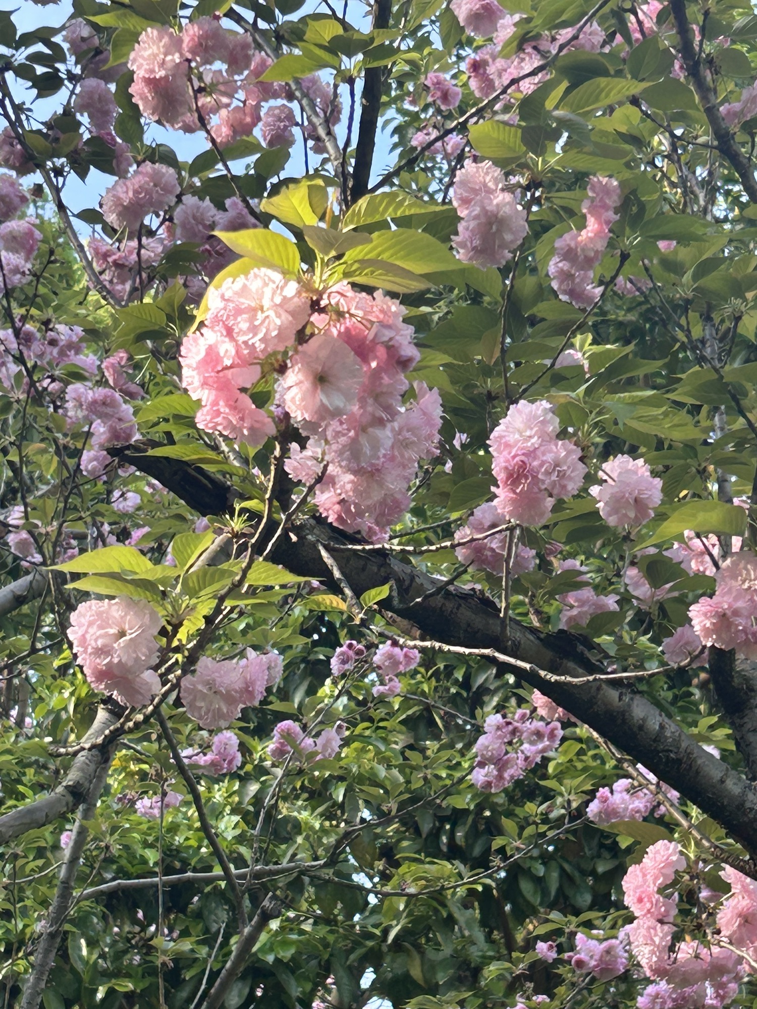 石峰公园旅行图片 3
