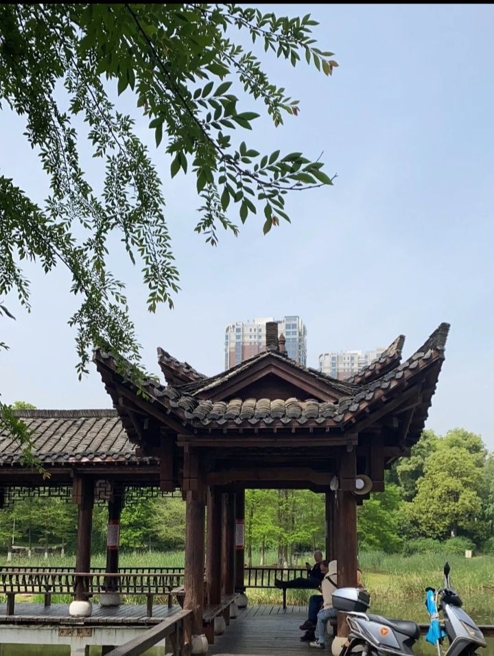 天鹅湖公园旅行图片 2