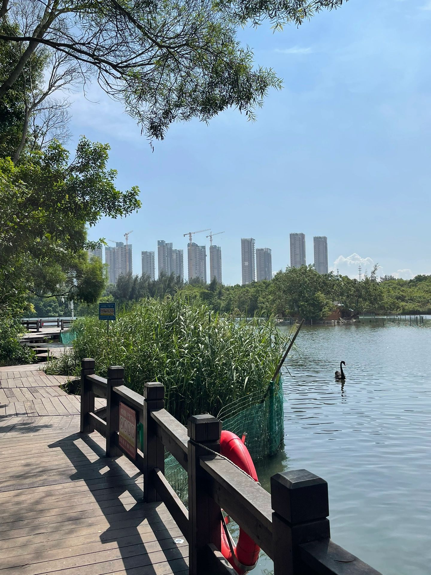 天鹅湖公园旅行图片