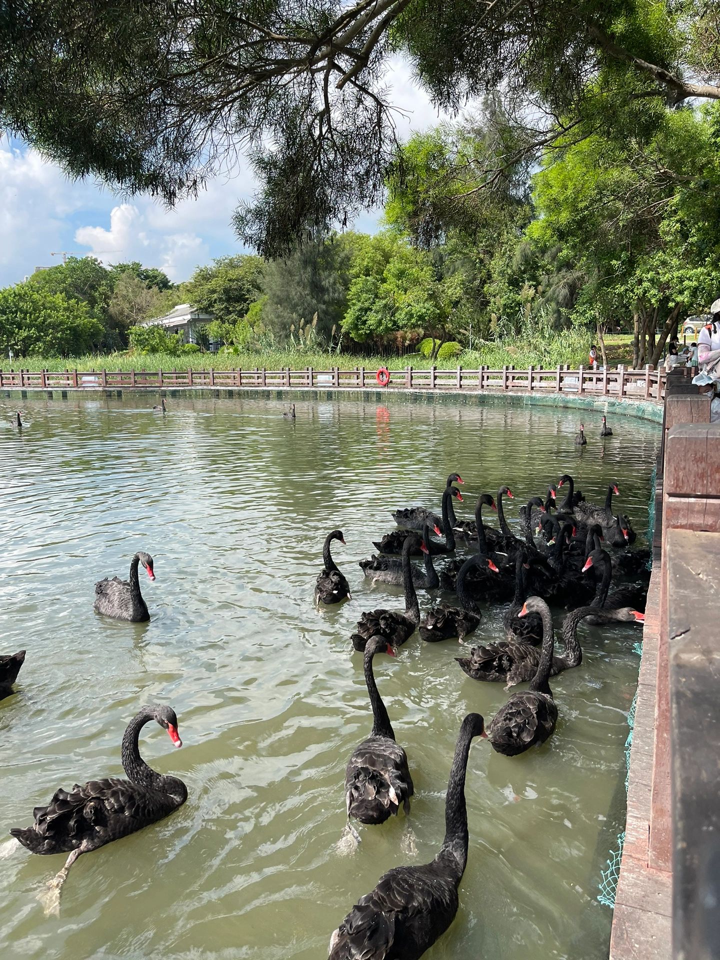天鹅湖公园旅行图片 2
