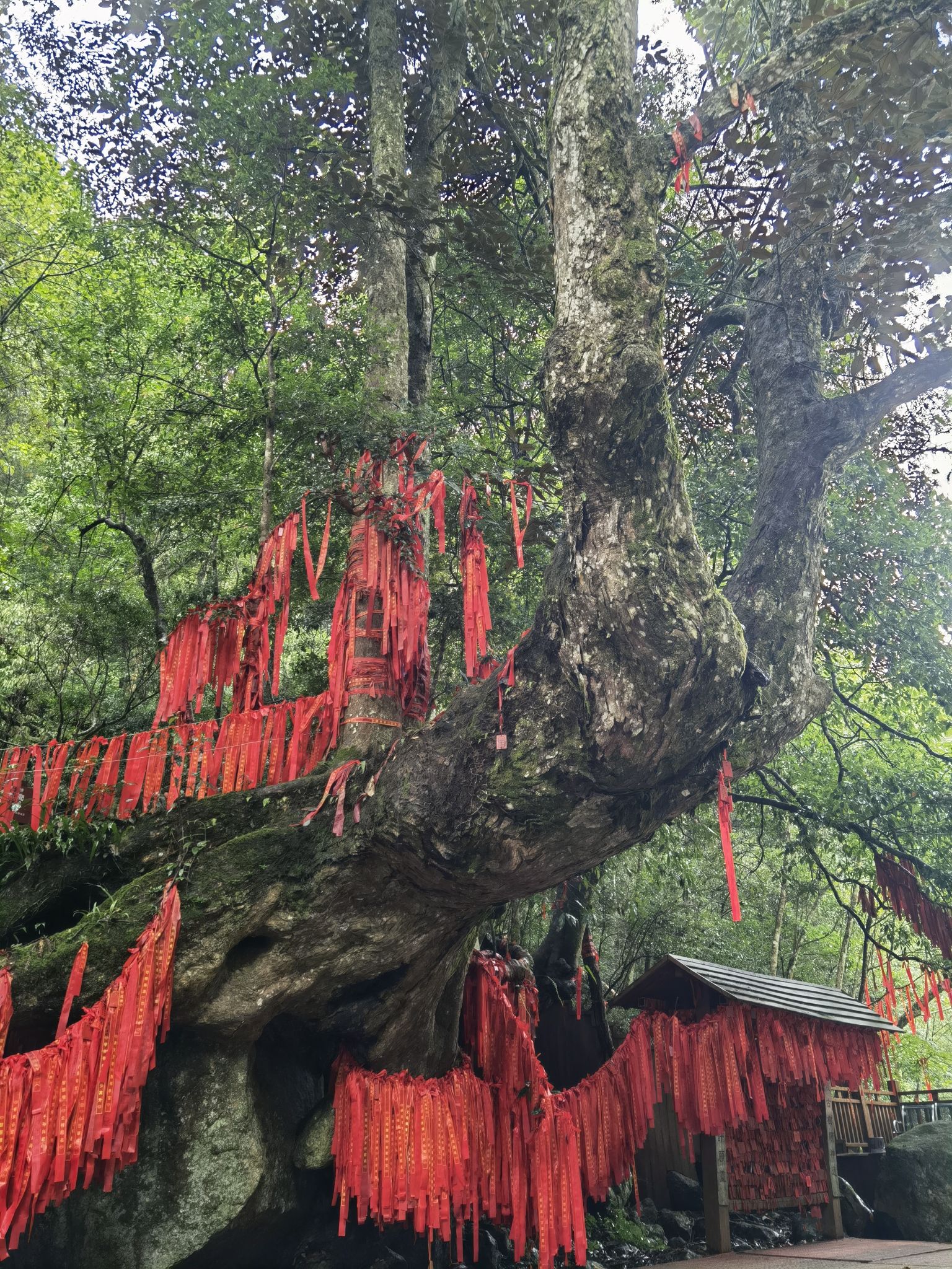 炎陵县神农谷国家森林公园旅行图片 2