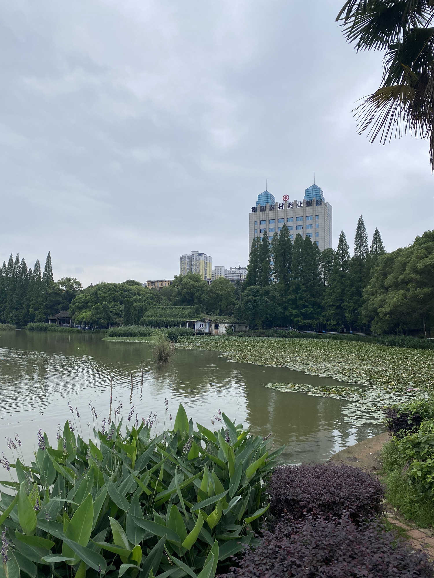 西湖公园旅行图片 3
