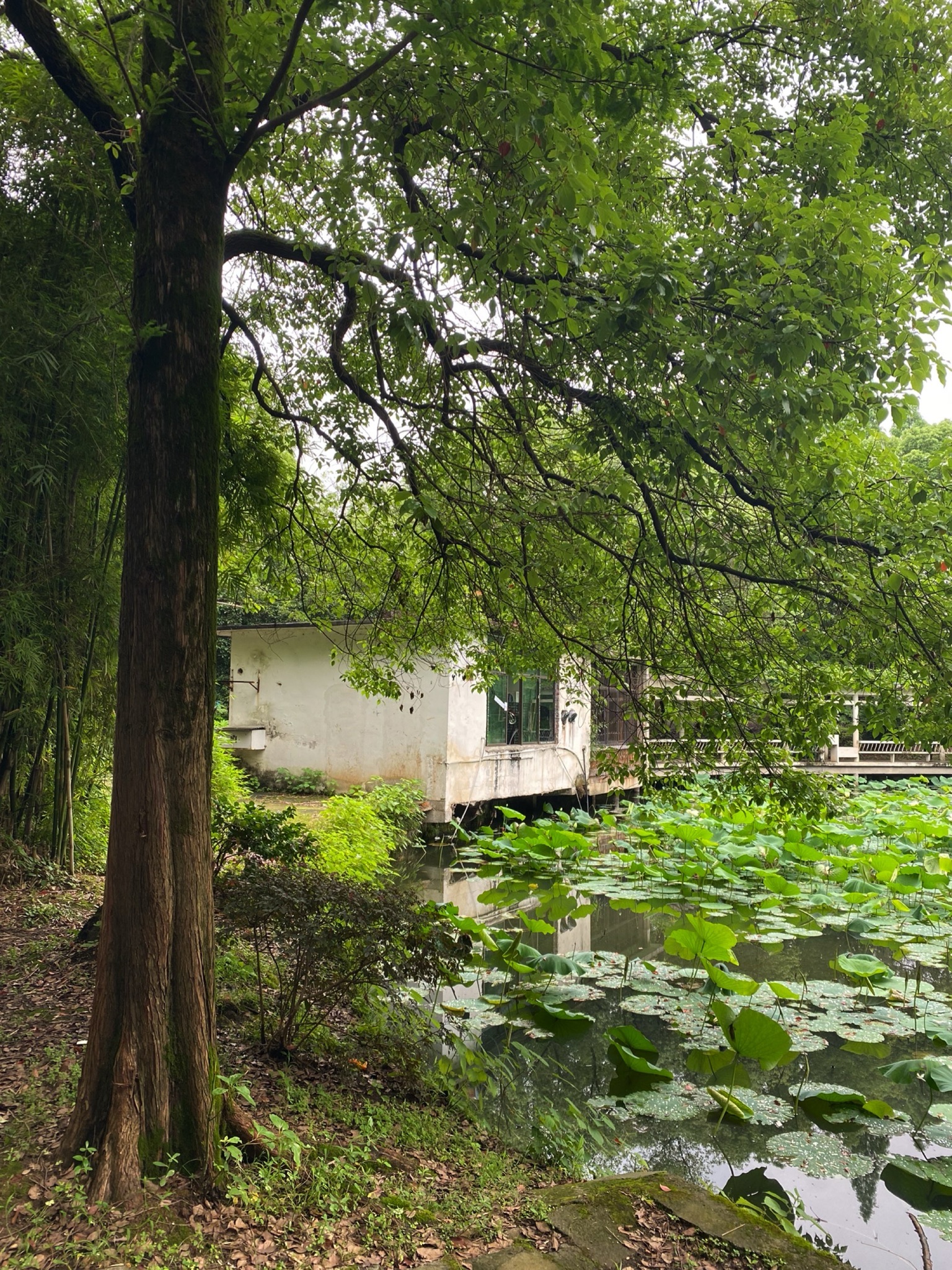 西湖公园旅行图片 1