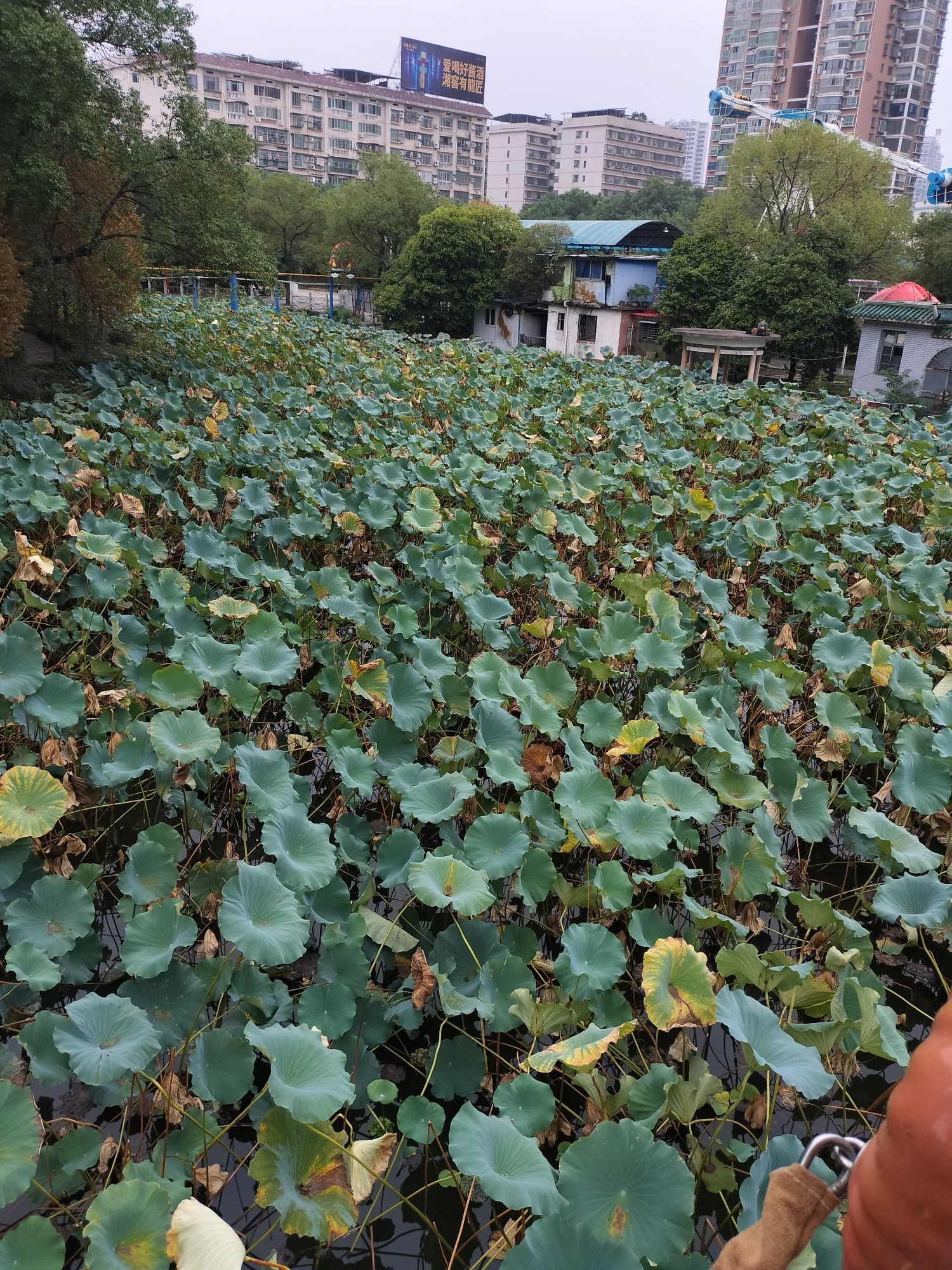 西湖公园旅行图片 1