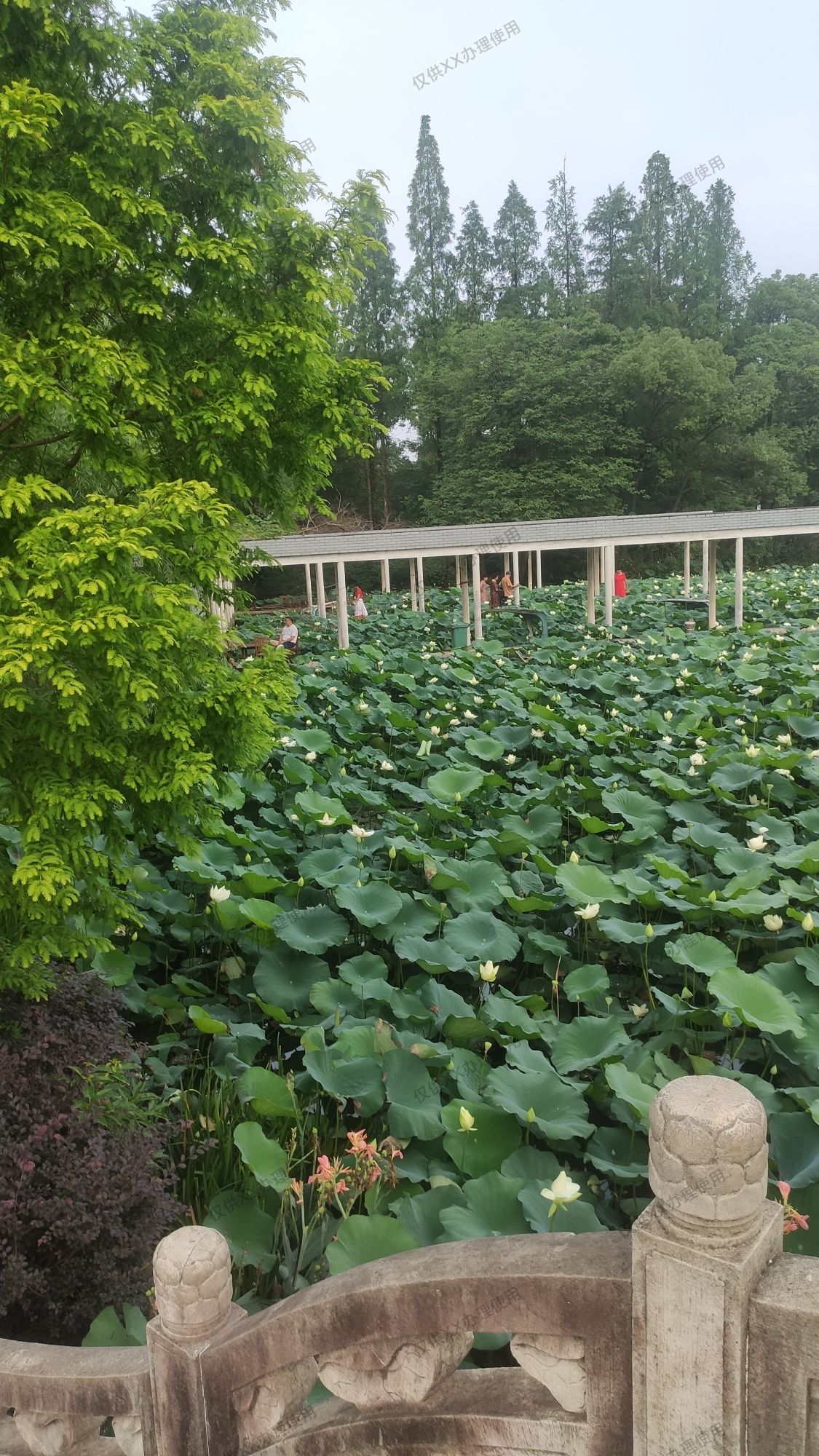 西湖公园旅行图片 3