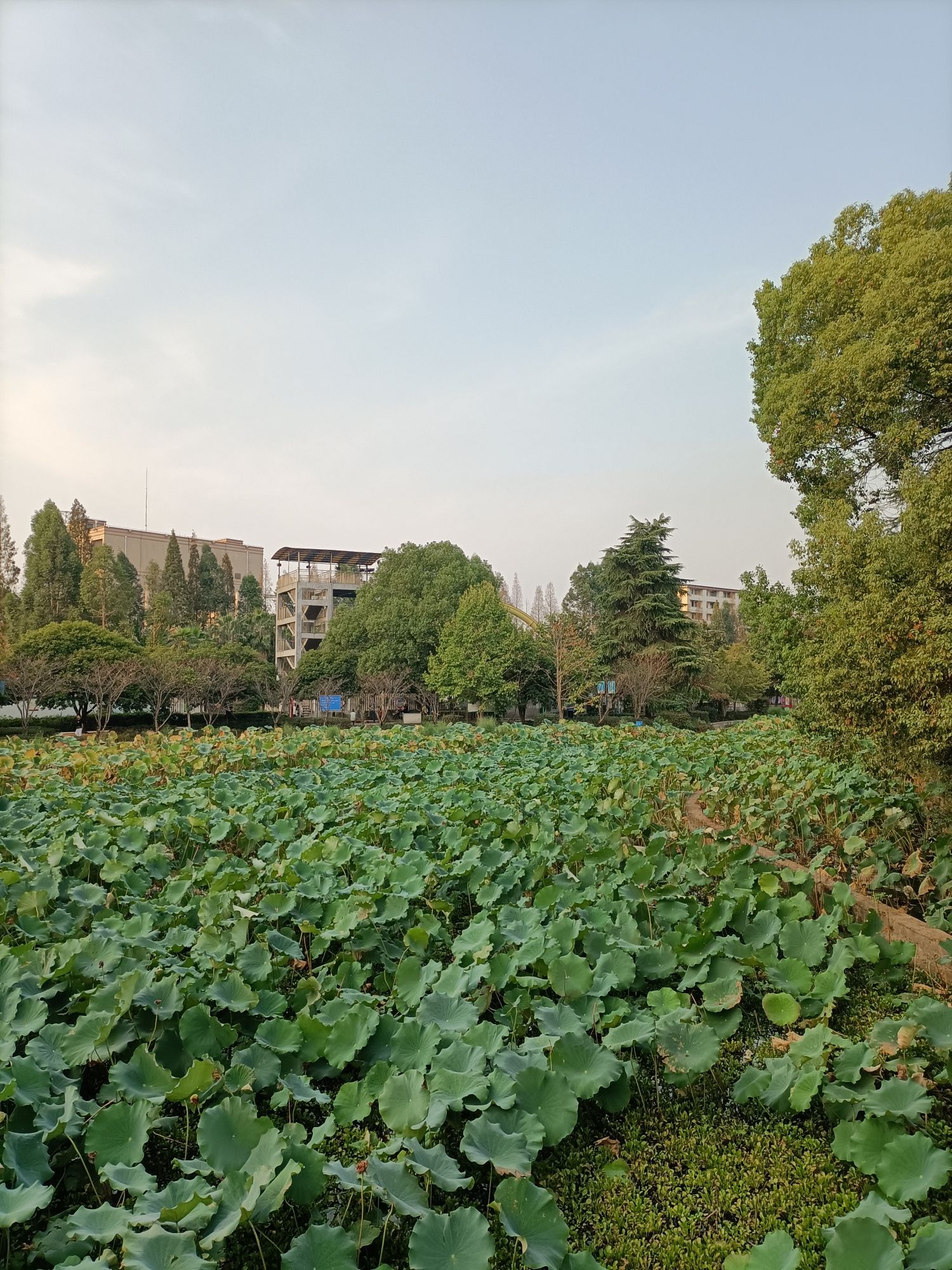 西湖公园旅行图片 2