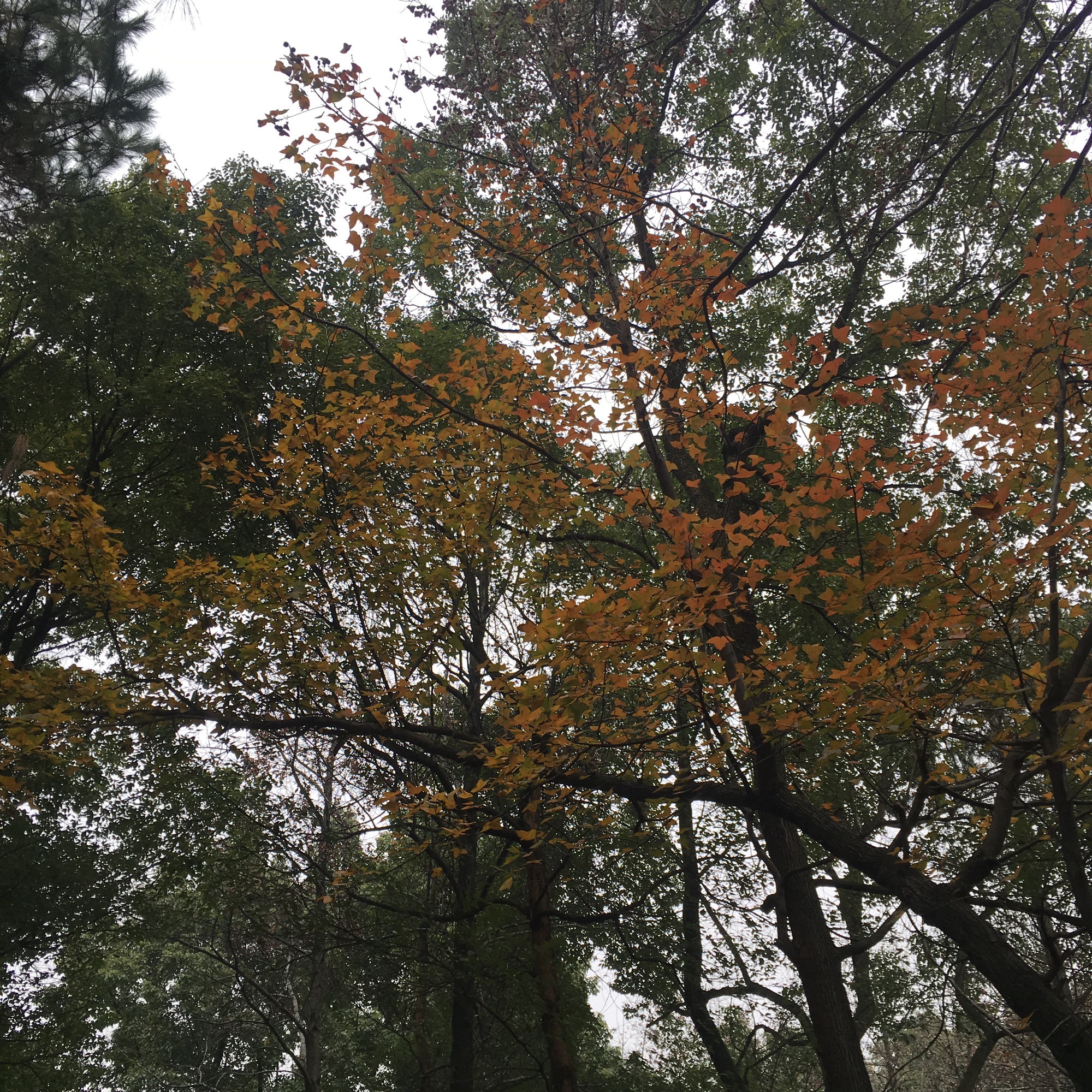 南郊公园旅行图片 3