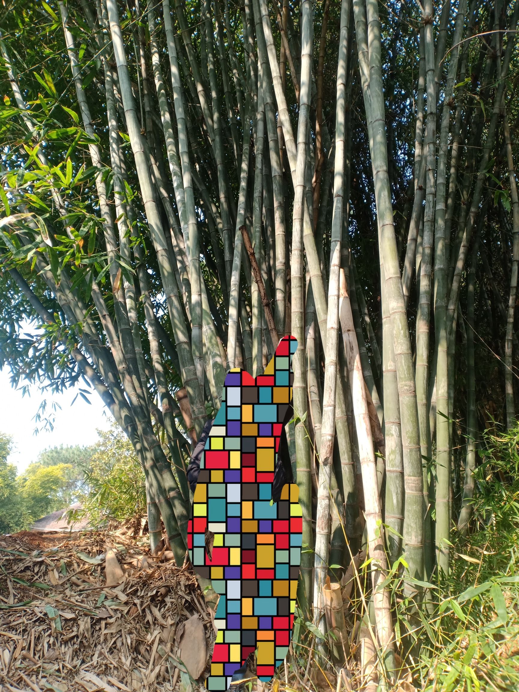 南郊公园旅行图片 2