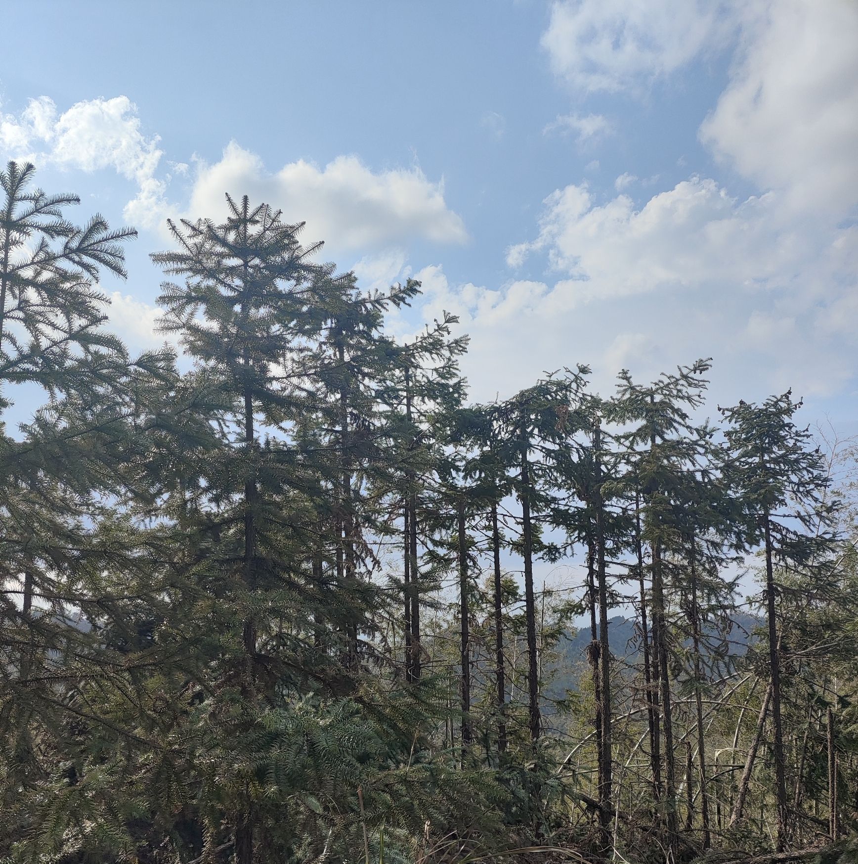 大义山旅行图片 1