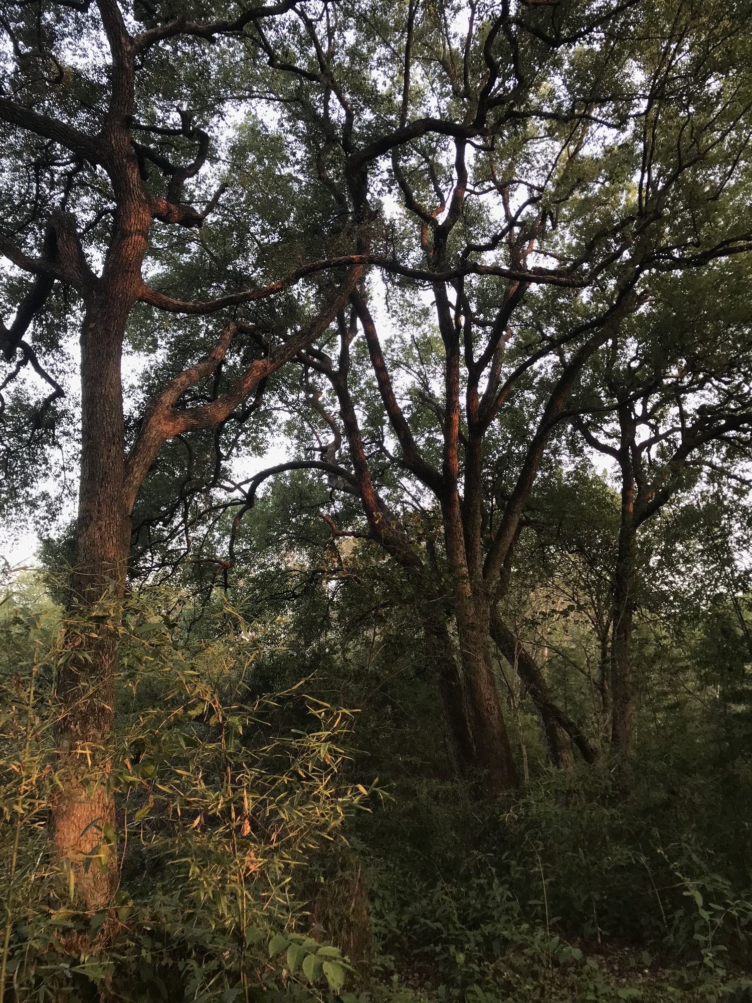 江口鸟洲自然保护区旅行图片 1