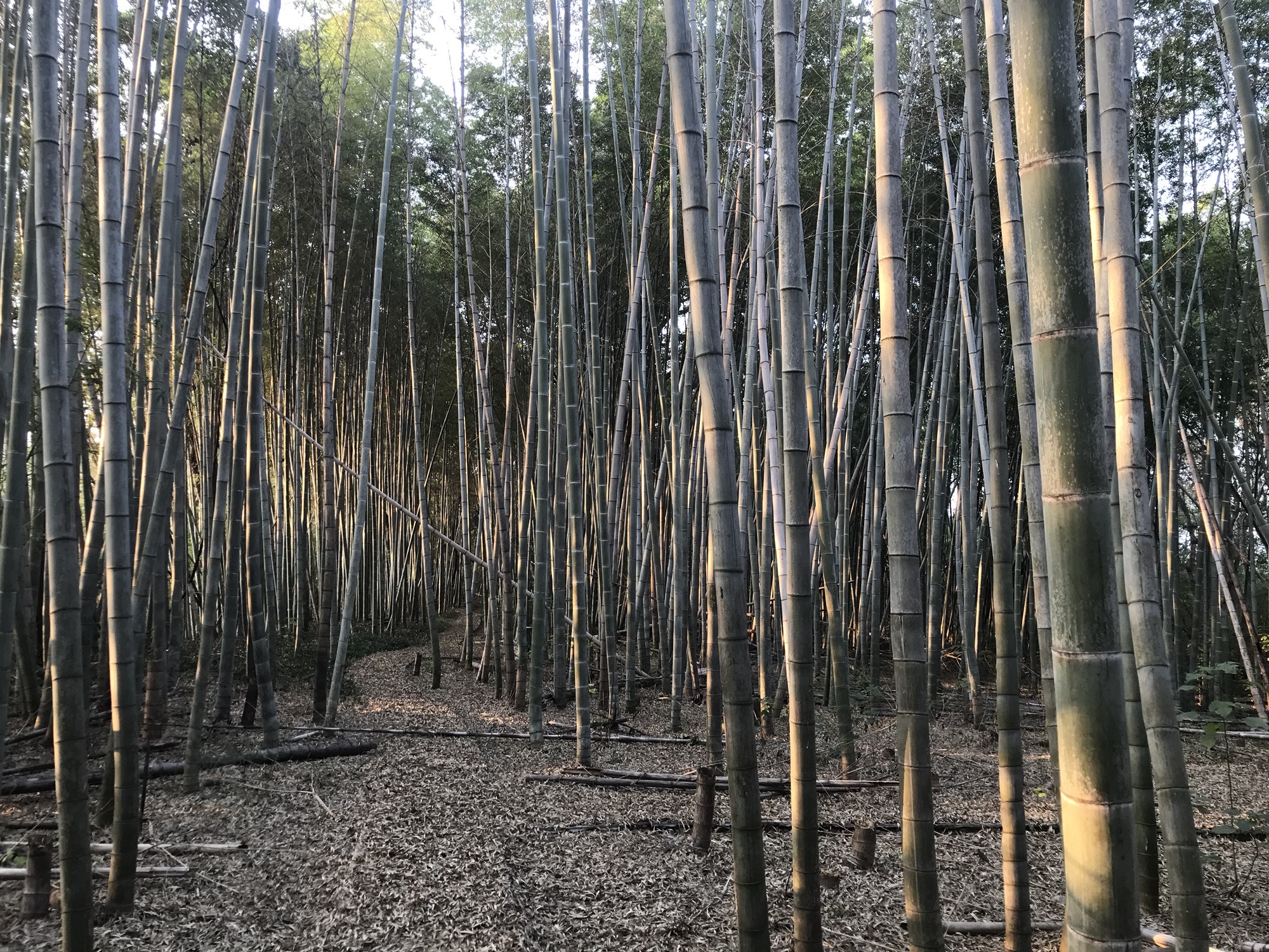 江口鸟洲自然保护区旅行图片 2