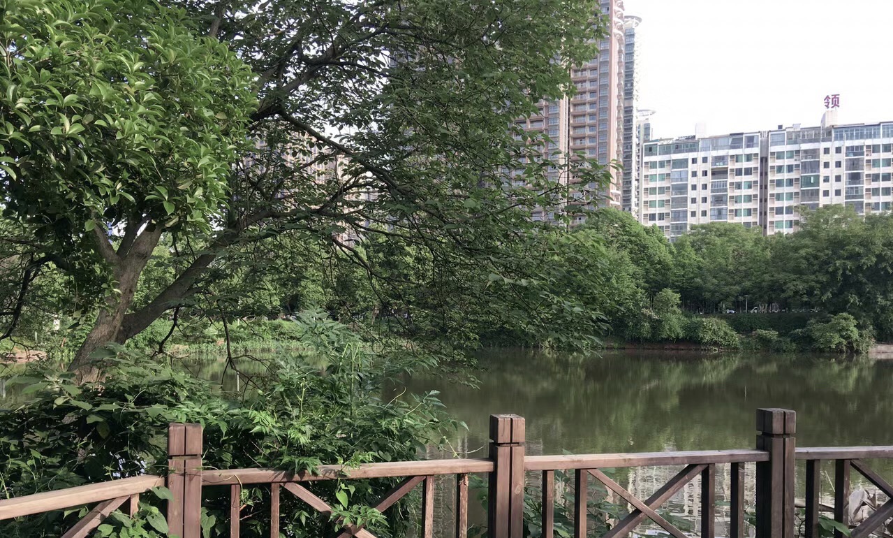 平湖公园旅行图片 3