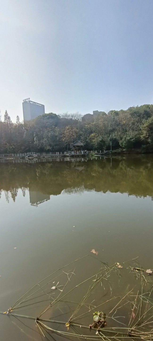 平湖公园旅行图片 3