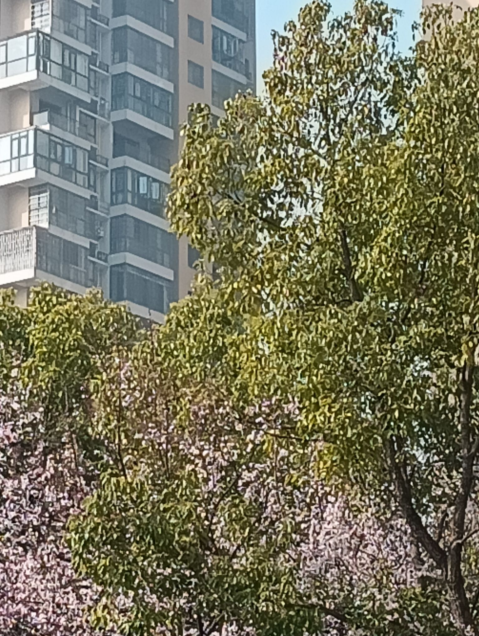 船山公园旅行图片 1