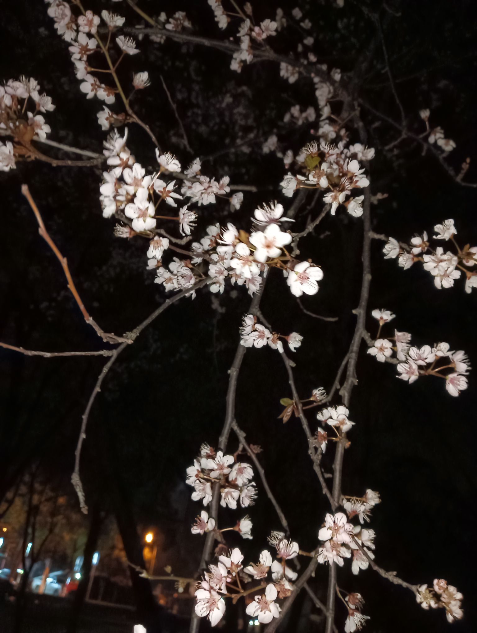 船山公园旅行图片 3