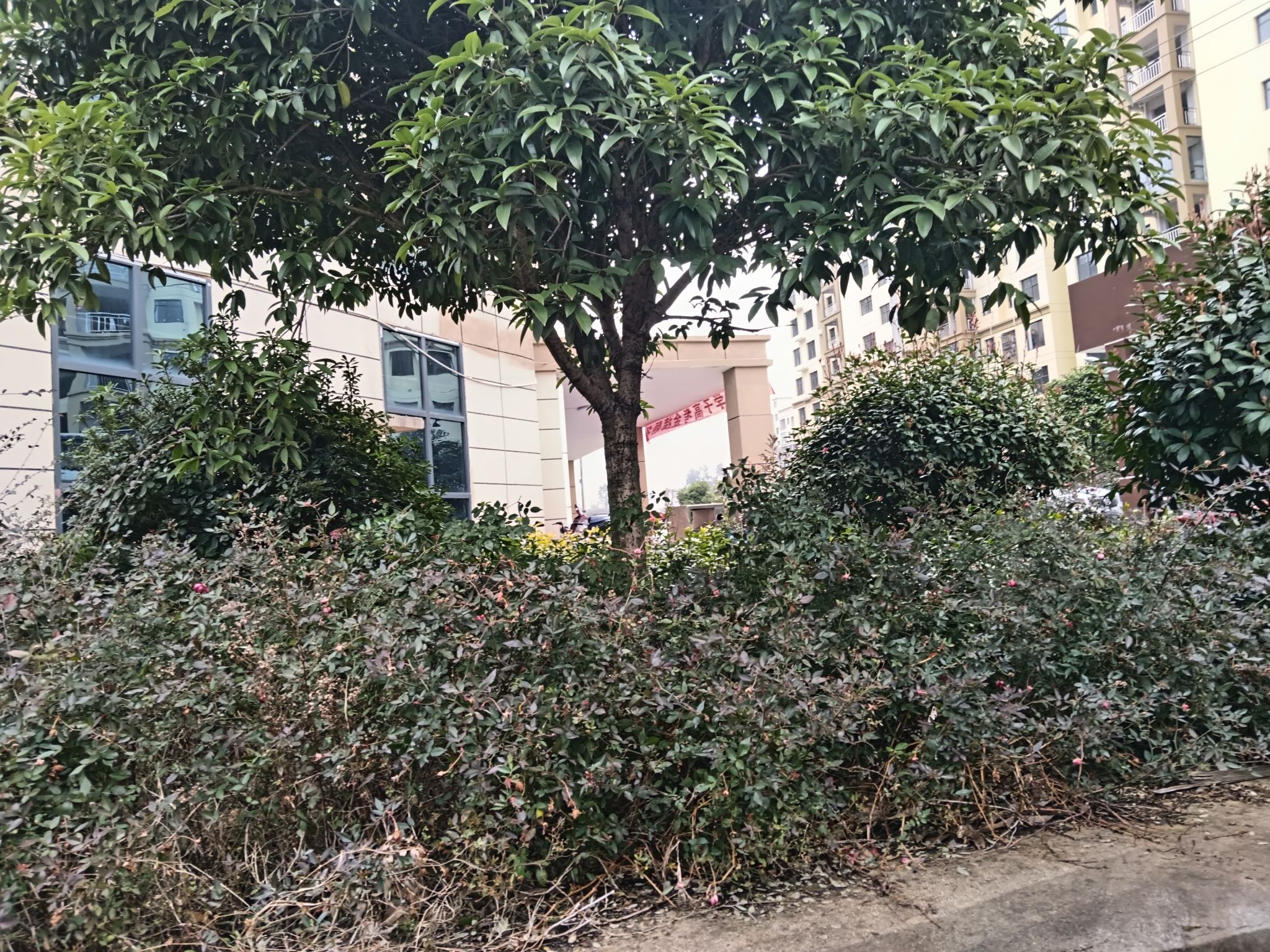 鼎山公园旅行图片 3