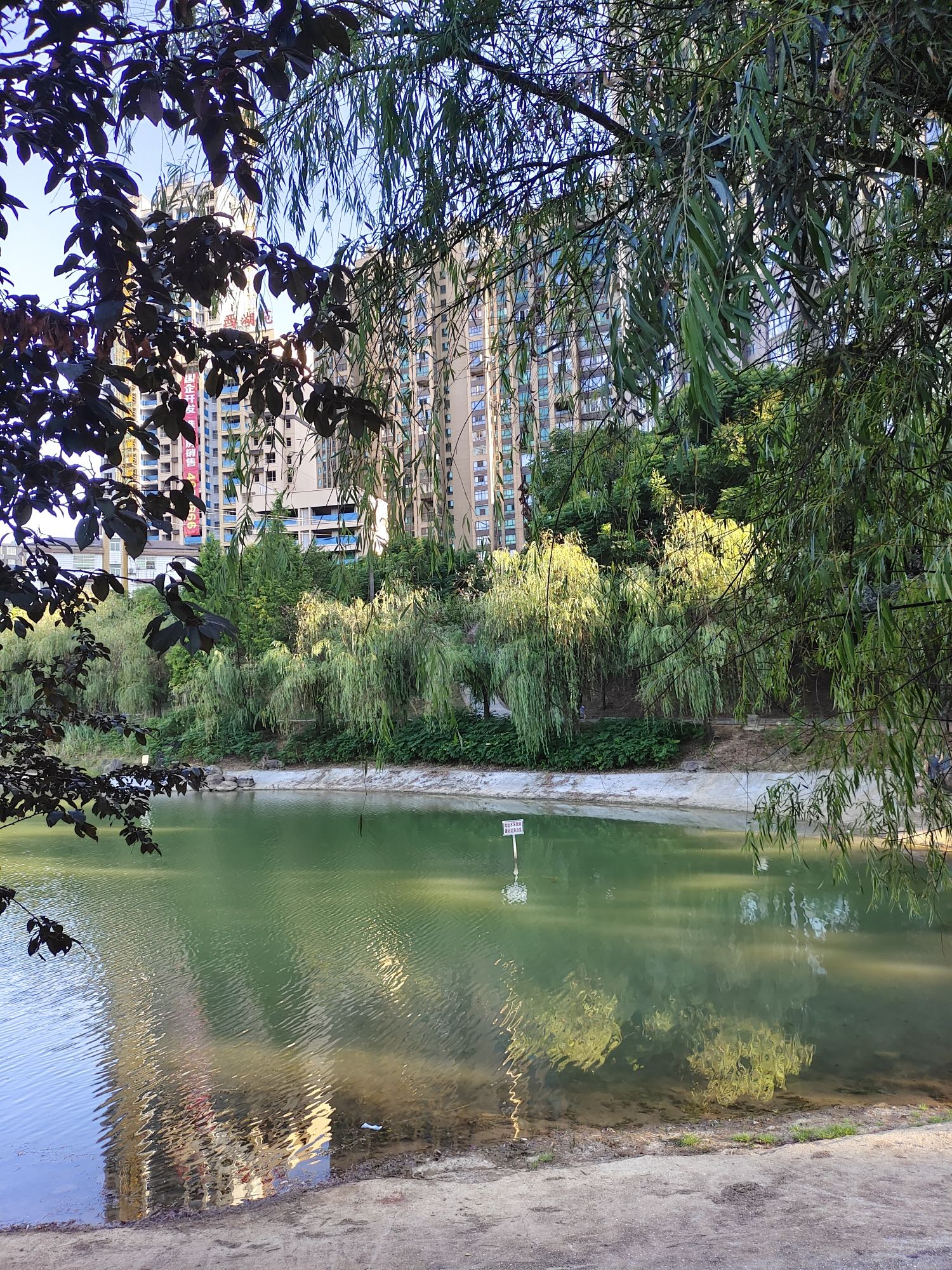 西湖游园旅行图片 3