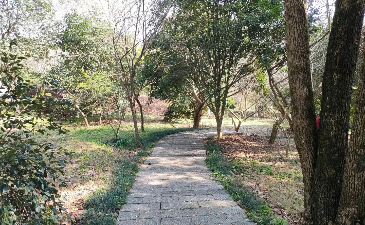 南岭植物园旅行图片 2