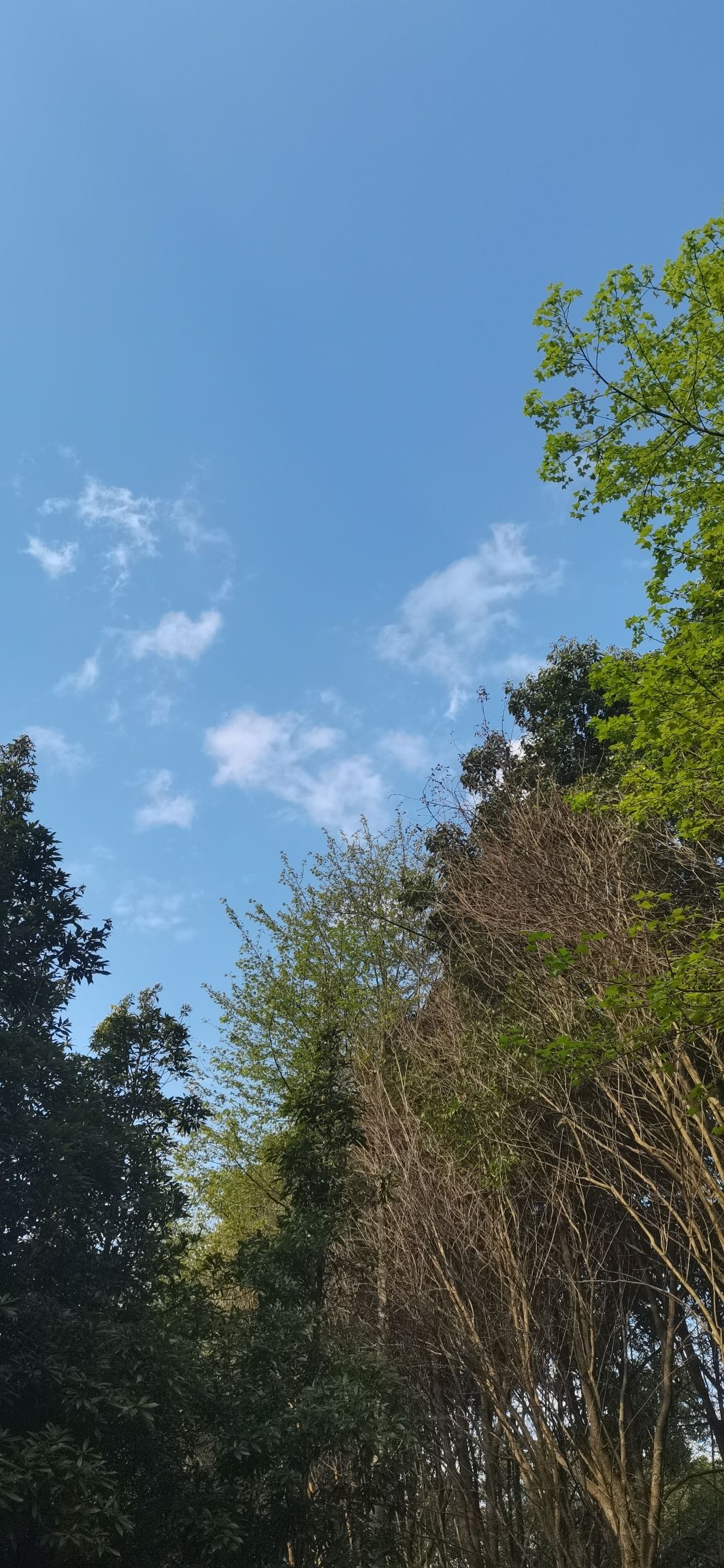 南岭植物园旅行图片 1