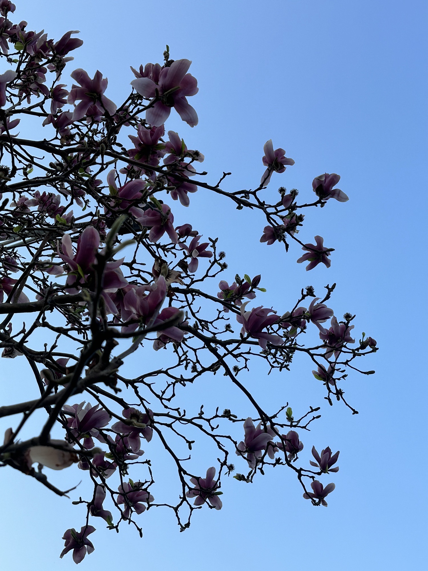 南岭植物园旅行图片 3