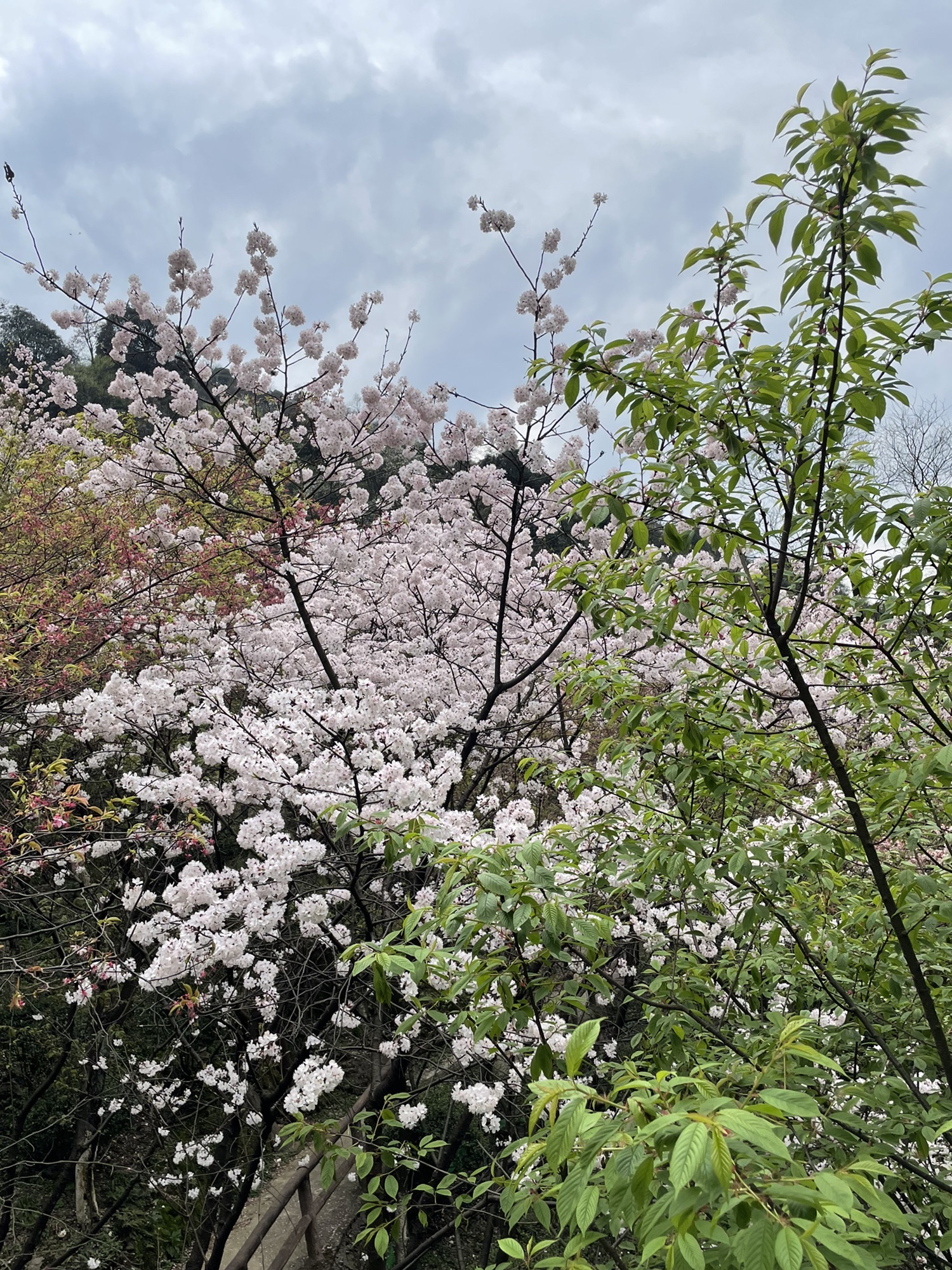 王仙岭生态公园旅行图片 3
