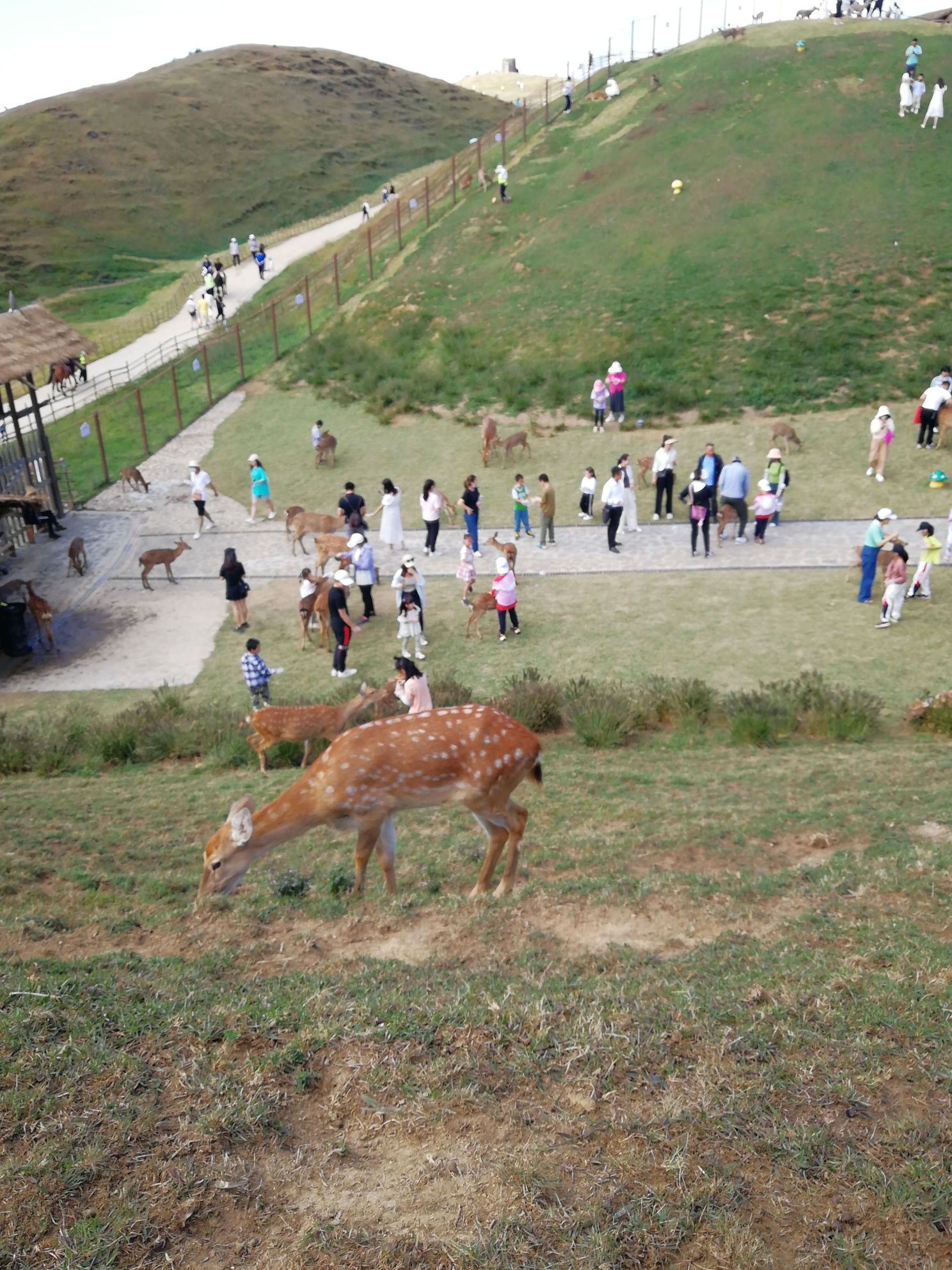 仰天湖大草原景区(暂停开放)旅行图片 2
