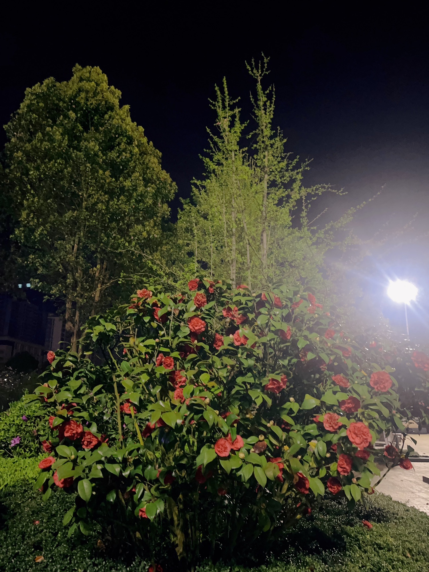 爱莲广场旅行图片 3